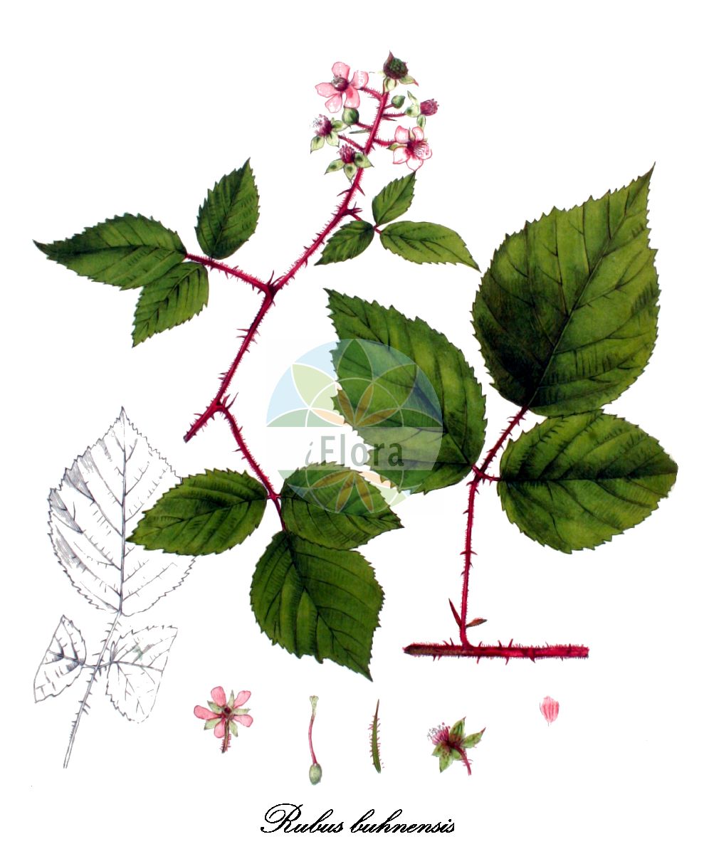 Historische Abbildung von Rubus buhnensis (Buhn-Brombeere). Das Bild zeigt Blatt, Bluete, Frucht und Same. ---- Historical Drawing of Rubus buhnensis (Buhn-Brombeere). The image is showing leaf, flower, fruit and seed.(Rubus buhnensis,Buhn-Brombeere,Rubus rubicundus,Rubus,Brombeere,Bramble,Rosaceae,Rosengewächse,Rose family,Blatt,Bluete,Frucht,Same,leaf,flower,fruit,seed,Kops (1800-1934))