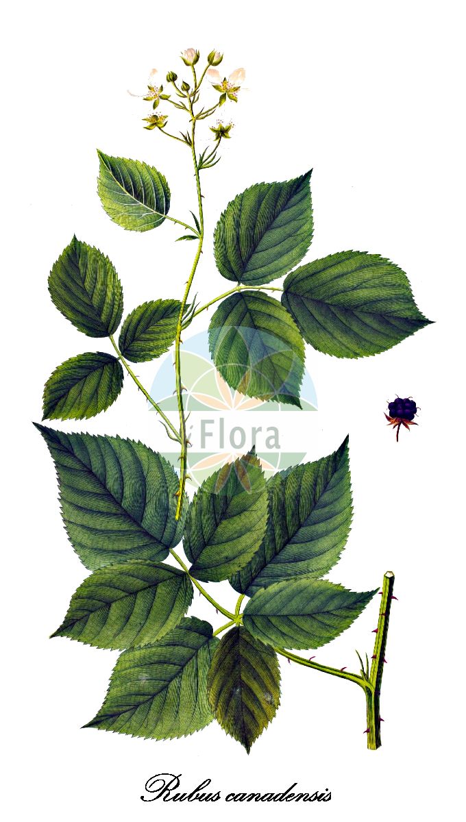 Historische Abbildung von Rubus canadensis (Kanadische Brombeere - Canadian blackberry). Das Bild zeigt Blatt, Bluete, Frucht und Same. ---- Historical Drawing of Rubus canadensis (Kanadische Brombeere - Canadian blackberry). The image is showing leaf, flower, fruit and seed.(Rubus canadensis,Kanadische Brombeere,Canadian blackberry,Rubus besseyi,Rubus forestalis,Rubus illustris,Rubus irregularis,Rubus laetabilis,Rubus millspaughii,Rubus randii,Rubus suberectus,Rubus,Brombeere,Bramble,Rosaceae,Rosengewächse,Rose family,Blatt,Bluete,Frucht,Same,leaf,flower,fruit,seed,Oeder (1761-1883))