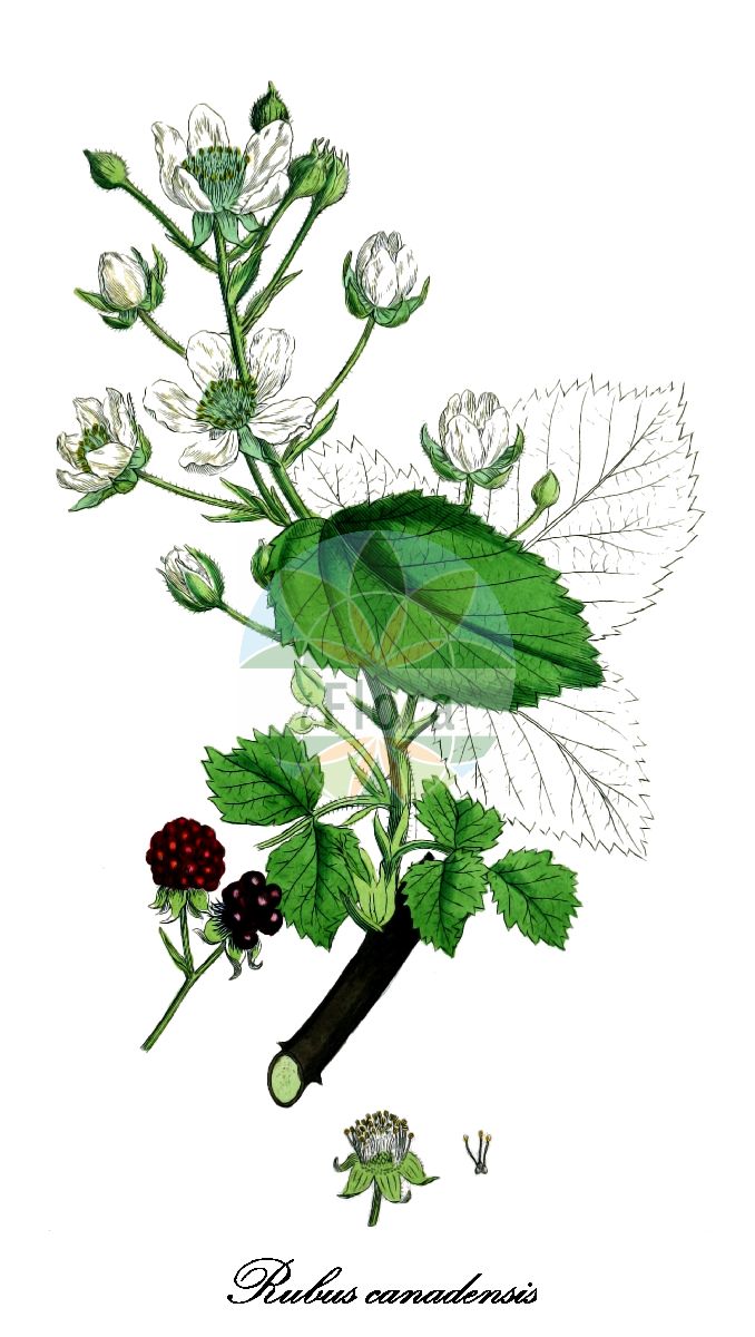 Historische Abbildung von Rubus canadensis (Kanadische Brombeere - Canadian blackberry). Das Bild zeigt Blatt, Bluete, Frucht und Same. ---- Historical Drawing of Rubus canadensis (Kanadische Brombeere - Canadian blackberry). The image is showing leaf, flower, fruit and seed.(Rubus canadensis,Kanadische Brombeere,Canadian blackberry,Rubus besseyi,Rubus forestalis,Rubus illustris,Rubus irregularis,Rubus laetabilis,Rubus millspaughii,Rubus randii,Rubus suberectus,Rubus,Brombeere,Bramble,Rosaceae,Rosengewächse,Rose family,Blatt,Bluete,Frucht,Same,leaf,flower,fruit,seed,Sowerby (1790-1813))