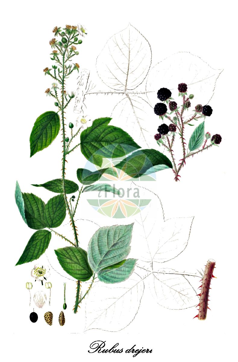 Historische Abbildung von Rubus drejeri (Drejers Brombeere). Das Bild zeigt Blatt, Bluete, Frucht und Same. ---- Historical Drawing of Rubus drejeri (Drejers Brombeere). The image is showing leaf, flower, fruit and seed.(Rubus drejeri,Drejers Brombeere,Rubus,Brombeere,Bramble,Rosaceae,Rosengewächse,Rose family,Blatt,Bluete,Frucht,Same,leaf,flower,fruit,seed,Oeder (1761-1883))
