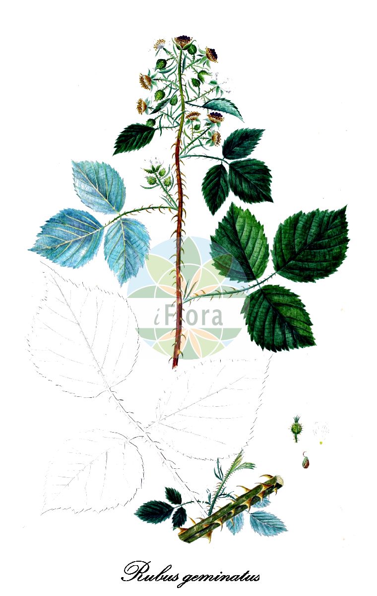 Historische Abbildung von Rubus geminatus (Zwillings-Brombeere). Das Bild zeigt Blatt, Bluete, Frucht und Same. ---- Historical Drawing of Rubus geminatus (Zwillings-Brombeere). The image is showing leaf, flower, fruit and seed.(Rubus geminatus,Zwillings-Brombeere,Rubus,Brombeere,Bramble,Rosaceae,Rosengewächse,Rose family,Blatt,Bluete,Frucht,Same,leaf,flower,fruit,seed,Oeder (1761-1883))
