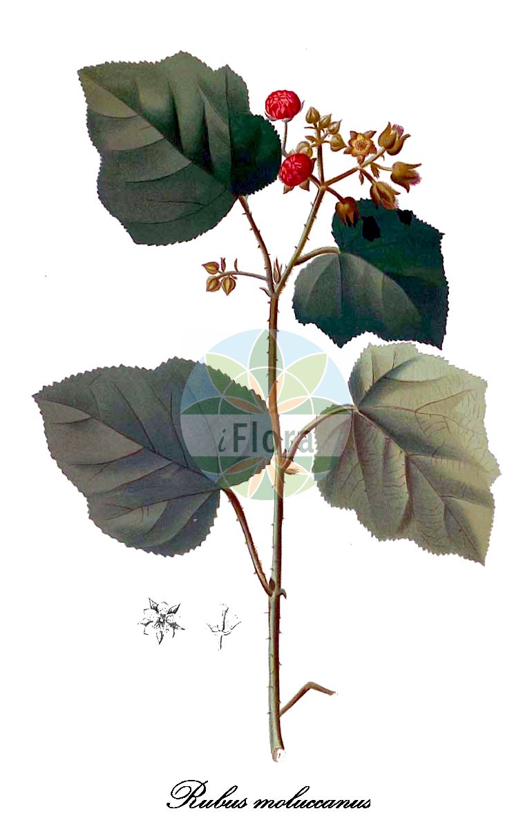 Historische Abbildung von Rubus moluccanus. Das Bild zeigt Blatt, Bluete, Frucht und Same. ---- Historical Drawing of Rubus moluccanus. The image is showing leaf, flower, fruit and seed.(Rubus moluccanus,Rubus,Brombeere,Bramble,Rosaceae,Rosengewächse,Rose family,Blatt,Bluete,Frucht,Same,leaf,flower,fruit,seed,Blanco (1875))