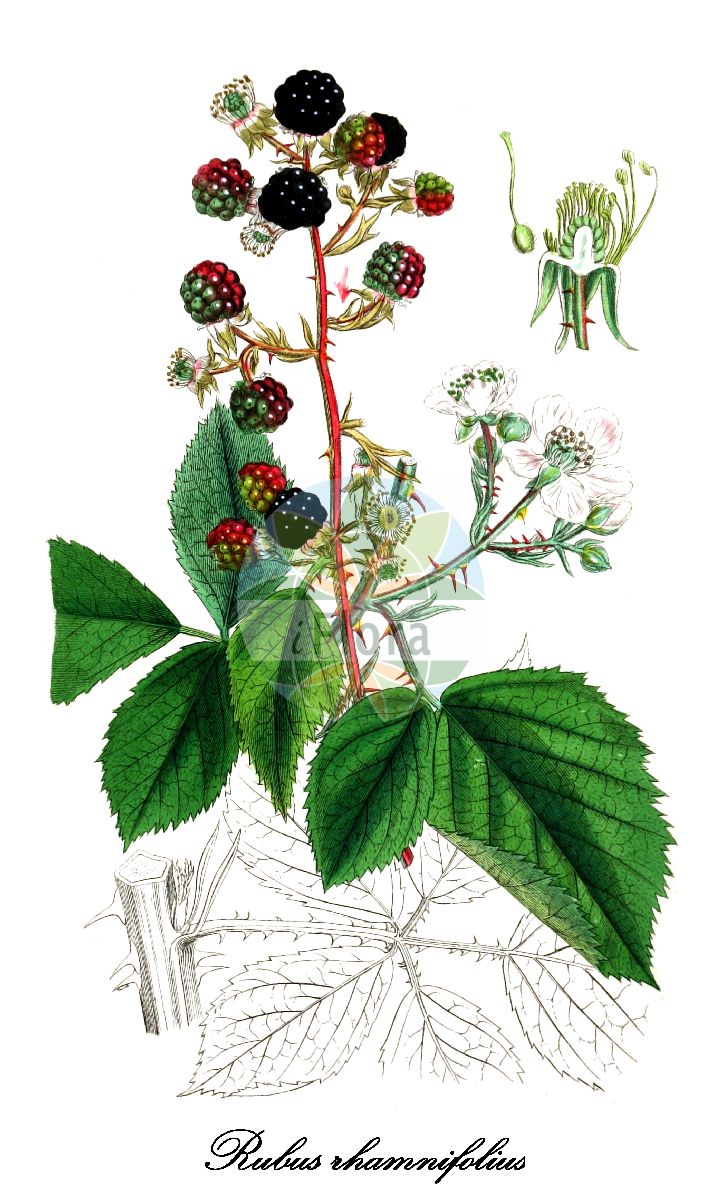 Historische Abbildung von Rubus rhamnifolius (Faulbaumblättrige Brombeere). Das Bild zeigt Blatt, Bluete, Frucht und Same. ---- Historical Drawing of Rubus rhamnifolius (Faulbaumblättrige Brombeere). The image is showing leaf, flower, fruit and seed.(Rubus rhamnifolius,Faulbaumblättrige Brombeere,Rubus germanicus,Rubus,Brombeere,Bramble,Rosaceae,Rosengewächse,Rose family,Blatt,Bluete,Frucht,Same,leaf,flower,fruit,seed,Sowerby (1790-1813))