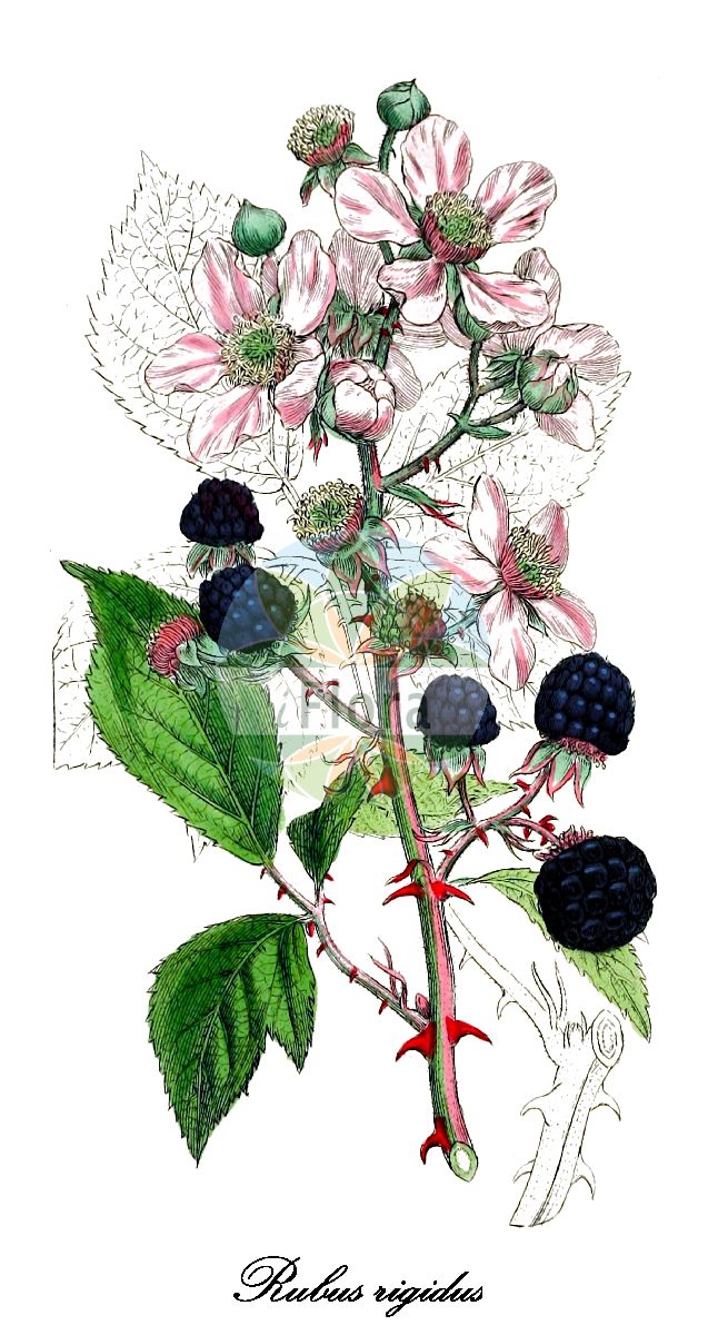 Historische Abbildung von Rubus rigidus. Das Bild zeigt Blatt, Bluete, Frucht und Same. ---- Historical Drawing of Rubus rigidus. The image is showing leaf, flower, fruit and seed.(Rubus rigidus,Rubus,Brombeere,Bramble,Rosaceae,Rosengewächse,Rose family,Blatt,Bluete,Frucht,Same,leaf,flower,fruit,seed,Sowerby (1790-1813))