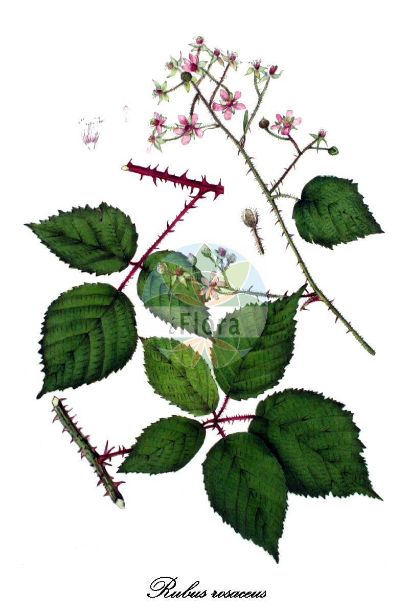 Historische Abbildung von Rubus rosaceus (Rosarote Brombeere). Das Bild zeigt Blatt, Bluete, Frucht und Same. ---- Historical Drawing of Rubus rosaceus (Rosarote Brombeere). The image is showing leaf, flower, fruit and seed.(Rubus rosaceus,Rosarote Brombeere,Rubus aculeatissimus,Rubus,Brombeere,Bramble,Rosaceae,Rosengewächse,Rose family,Blatt,Bluete,Frucht,Same,leaf,flower,fruit,seed,Kops (1800-1934))