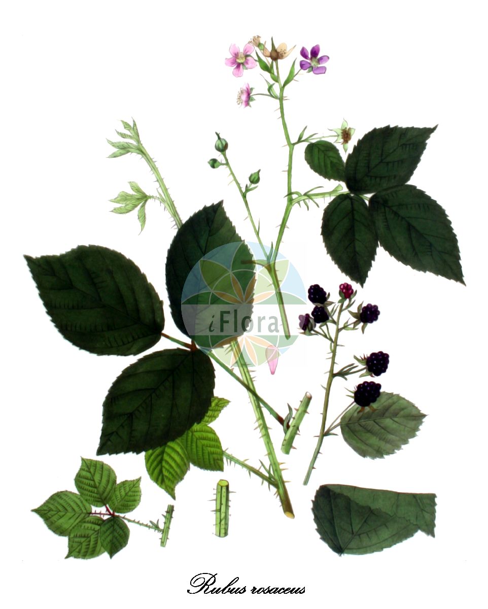 Historische Abbildung von Rubus rosaceus (Rosarote Brombeere). Das Bild zeigt Blatt, Bluete, Frucht und Same. ---- Historical Drawing of Rubus rosaceus (Rosarote Brombeere). The image is showing leaf, flower, fruit and seed.(Rubus rosaceus,Rosarote Brombeere,Rubus aculeatissimus,Rubus,Brombeere,Bramble,Rosaceae,Rosengewächse,Rose family,Blatt,Bluete,Frucht,Same,leaf,flower,fruit,seed,Kops (1800-1934))
