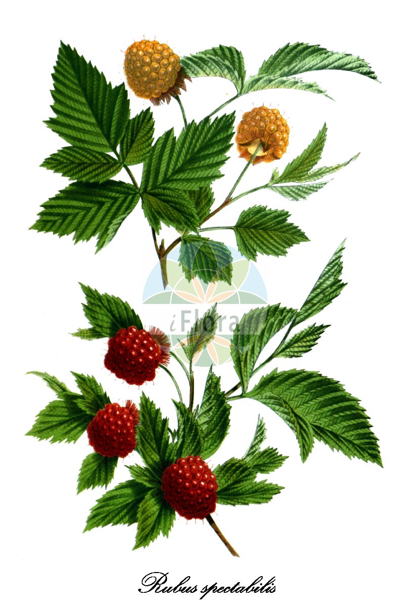 Historische Abbildung von Rubus spectabilis (Pracht-Himbeere - Salmonberry). Das Bild zeigt Blatt, Bluete, Frucht und Same. ---- Historical Drawing of Rubus spectabilis (Pracht-Himbeere - Salmonberry). The image is showing leaf, flower, fruit and seed.(Rubus spectabilis,Pracht-Himbeere,Salmonberry,Parmena spectabilis,Rubus franciscanus,Rubus,Brombeere,Bramble,Rosaceae,Rosengewächse,Rose family,Blatt,Bluete,Frucht,Same,leaf,flower,fruit,seed,Flore des serres et des jardin de l’Europe (1845-1880))
