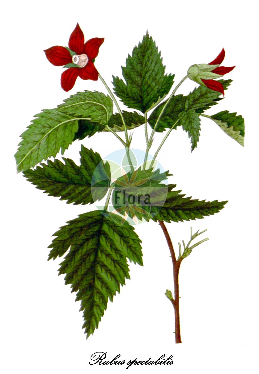 Historische Abbildung von Rubus spectabilis (Pracht-Himbeere - Salmonberry). Das Bild zeigt Blatt, Bluete, Frucht und Same. ---- Historical Drawing of Rubus spectabilis (Pracht-Himbeere - Salmonberry). The image is showing leaf, flower, fruit and seed.(Rubus spectabilis,Pracht-Himbeere,Salmonberry,Parmena spectabilis,Rubus franciscanus,Rubus,Brombeere,Bramble,Rosaceae,Rosengewächse,Rose family,Blatt,Bluete,Frucht,Same,leaf,flower,fruit,seed,Annales de flore et de pomone (1817-1842))
