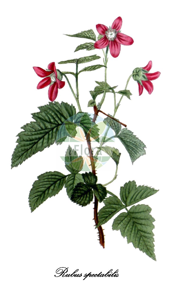 Historische Abbildung von Rubus spectabilis (Pracht-Himbeere - Salmonberry). Das Bild zeigt Blatt, Bluete, Frucht und Same. ---- Historical Drawing of Rubus spectabilis (Pracht-Himbeere - Salmonberry). The image is showing leaf, flower, fruit and seed.(Rubus spectabilis,Pracht-Himbeere,Salmonberry,Parmena spectabilis,Rubus franciscanus,Rubus,Brombeere,Bramble,Rosaceae,Rosengewächse,Rose family,Blatt,Bluete,Frucht,Same,leaf,flower,fruit,seed,The botanical cabinet (1827f))