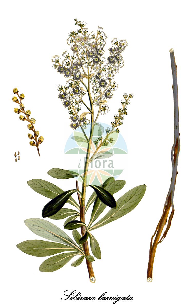 Historische Abbildung von Sibiraea laevigata (Blauspiere). Das Bild zeigt Blatt, Bluete, Frucht und Same. ---- Historical Drawing of Sibiraea laevigata (Blauspiere). The image is showing leaf, flower, fruit and seed.(Sibiraea laevigata,Blauspiere,Sibiraea croatica,Spiraea altaiensis,Spiraea laevigata,Sibiraea,Blauspiere,Rosaceae,Rosengewächse,Rose family,Blatt,Bluete,Frucht,Same,leaf,flower,fruit,seed,Krauss (1802ff))