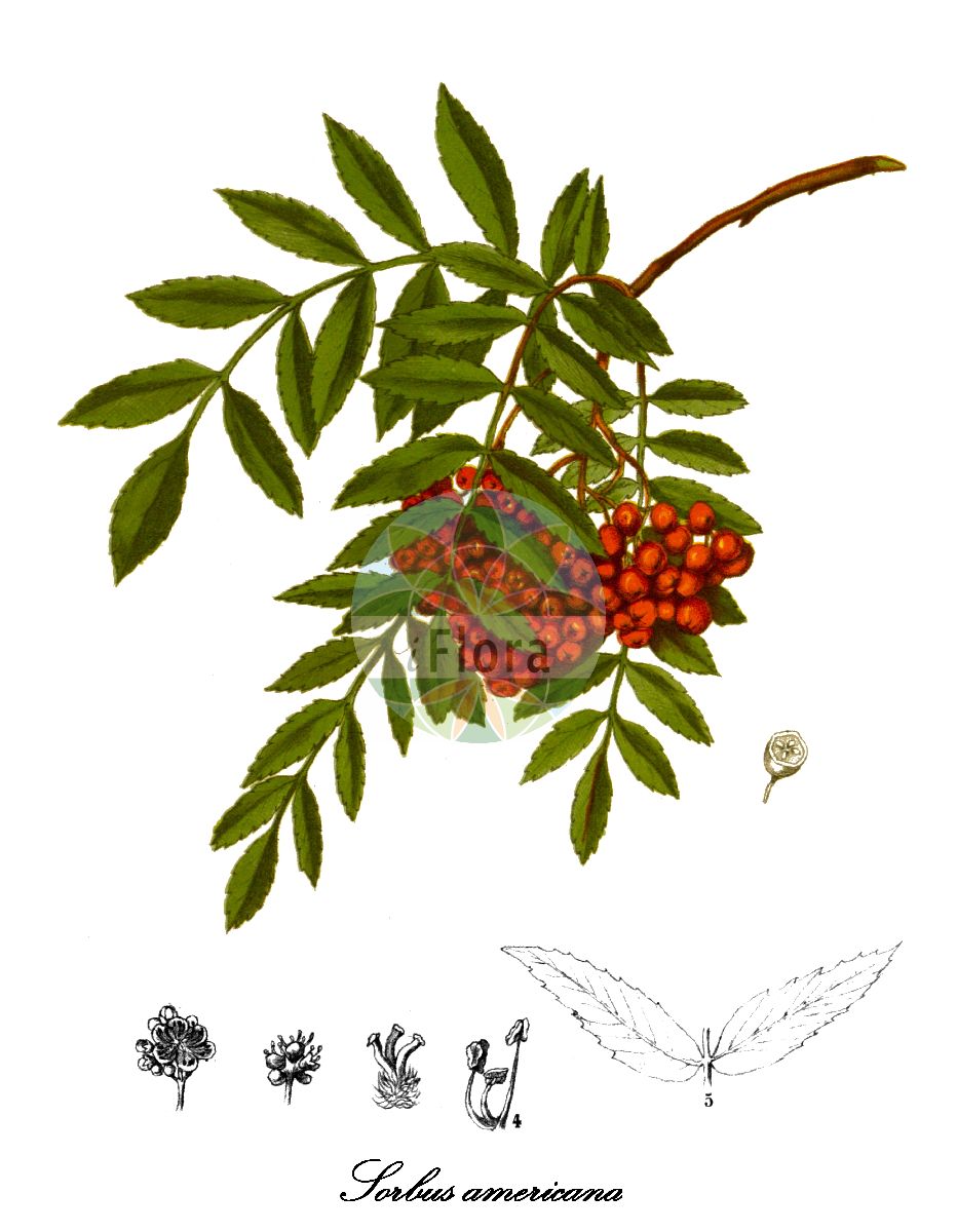 Historische Abbildung von Sorbus americana (American mountain ash). Das Bild zeigt Blatt, Bluete, Frucht und Same. ---- Historical Drawing of Sorbus americana (American mountain ash). The image is showing leaf, flower, fruit and seed.(Sorbus americana,American mountain ash,Sorbus,Mehlbeere,Mountain ash,Rosaceae,Rosengewächse,Rose family,Blatt,Bluete,Frucht,Same,leaf,flower,fruit,seed,Millspaugh (1892))