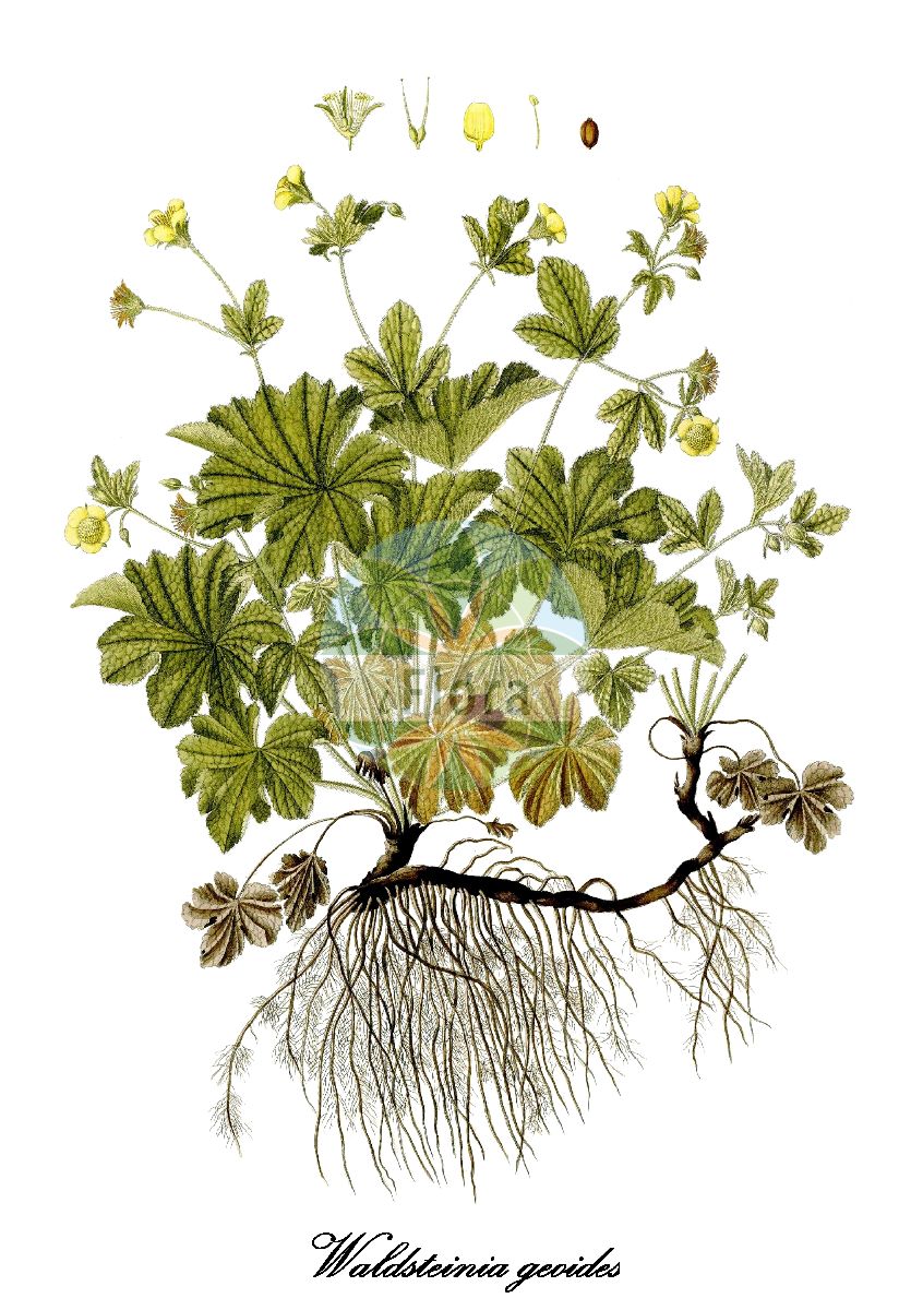 Historische Abbildung von Waldsteinia geoides (Gelapptblättrige Waldsteinie). Das Bild zeigt Blatt, Bluete, Frucht und Same. ---- Historical Drawing of Waldsteinia geoides (Gelapptblättrige Waldsteinie). The image is showing leaf, flower, fruit and seed.(Waldsteinia geoides,Gelapptblättrige Waldsteinie,Geum waldsteinia,Geum waldsteiniae,Waldsteinia,Waldsteinie,Barren-strawberry,Rosaceae,Rosengewächse,Rose family,Blatt,Bluete,Frucht,Same,leaf,flower,fruit,seed,Waldstein-Wartenberg & Kitaibel (1799-1812))