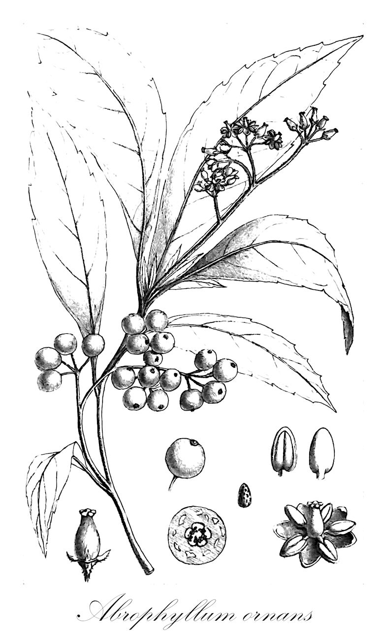 Abrophyllum ornans - Rousseaceae,Plantae,Pteridobiotina,Angiosperms,Asterales,Rousseaceae,Abrophyllum,Abrophyllum ornans,Brachynema ornans