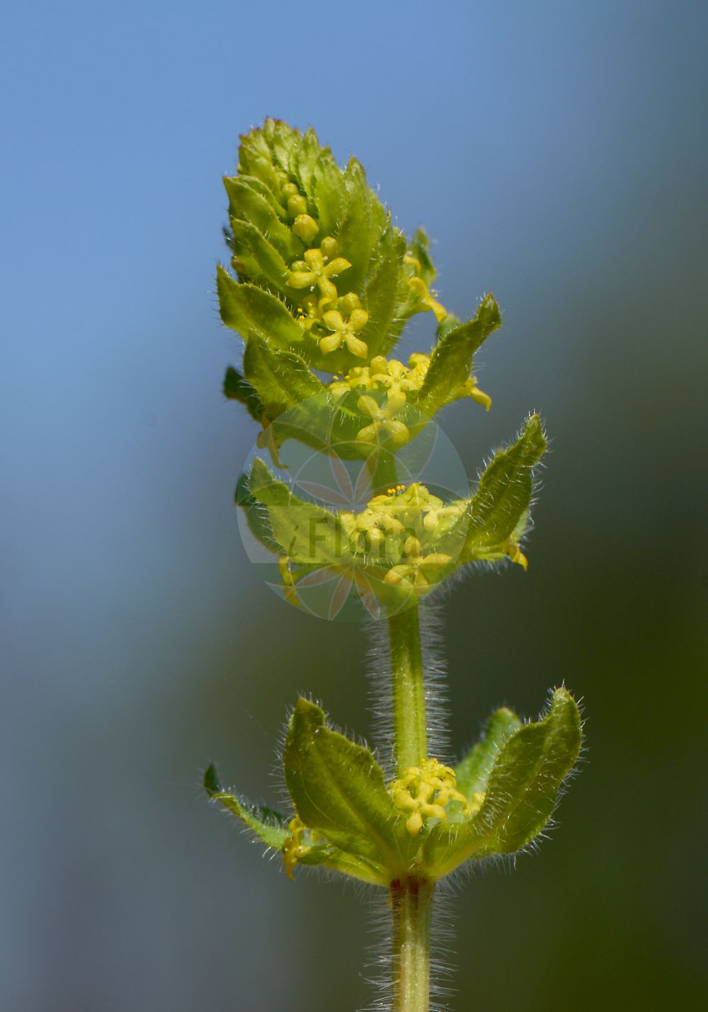 Foto von Cruciata laevipes (Gewöhnliches Kreuzlabkraut - Crosswort). Das Bild zeigt Blatt und Bluete. Das Foto wurde in Schlitz, Vogelsbergkreis, Hessen, Deutschland, Vogelsberg und angrenzende Sandsteingebiete aufgenommen. ---- Photo of Cruciata laevipes (Gewöhnliches Kreuzlabkraut - Crosswort). The image is showing leaf and flower. The picture was taken in Schlitz, Vogelsberg district, Hesse, Germany, Vogelsberg and adjacent sandstone areas.(Cruciata laevipes,Gewöhnliches Kreuzlabkraut,Crosswort,Cruciata ciliata,Cruciata laevipes,Galium cruciata,Valantia cruciata,Gewoehnliches Kreuzlabkraut,Crosswort,Smooth Bedstraw,Cruciata,Kreuzlabkraut,Bedstraw,Rubiaceae,Rötegewächse,Bedstraw family,Blatt,Bluete,leaf,flower)