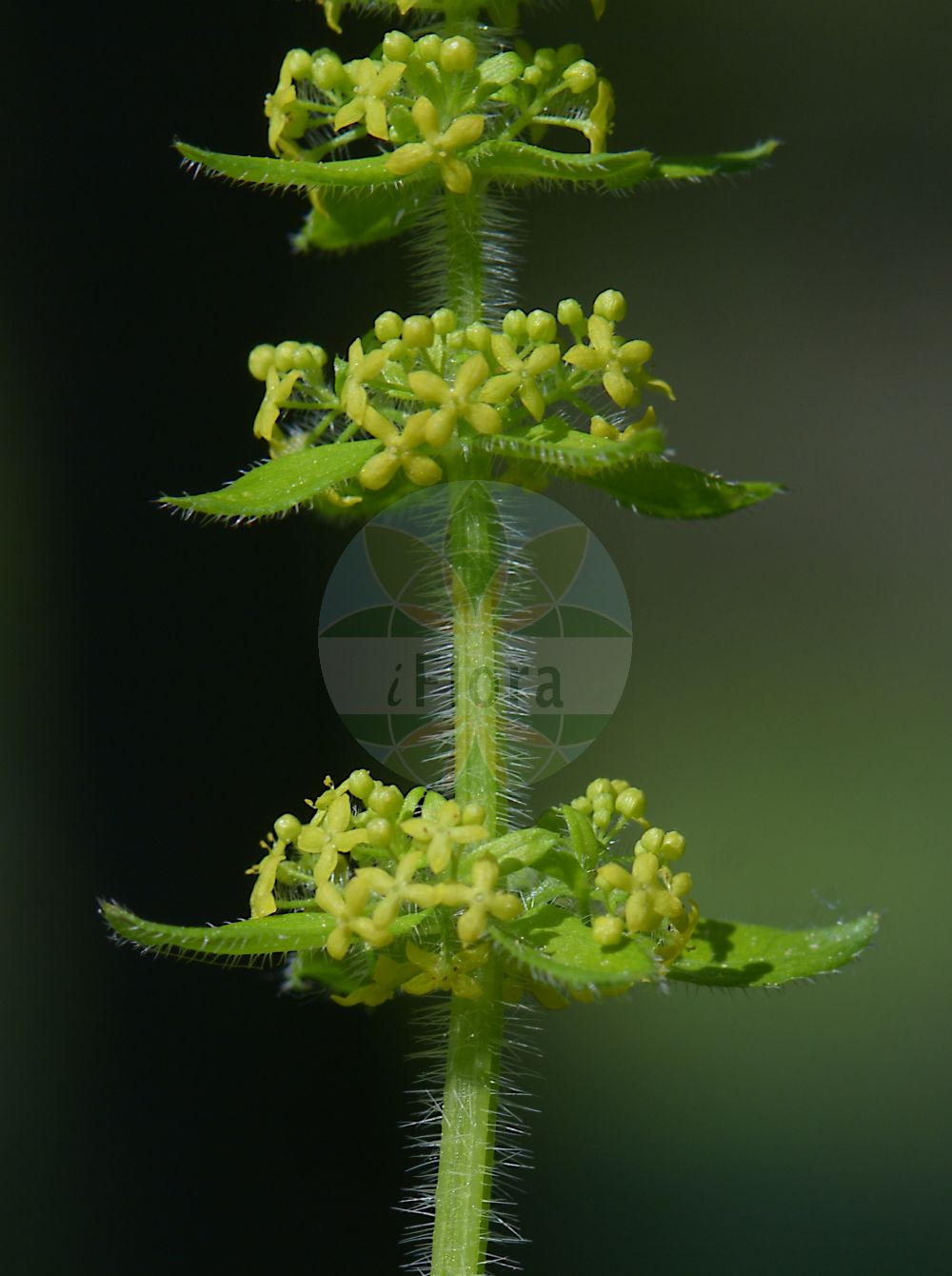 Foto von Cruciata laevipes (Gewöhnliches Kreuzlabkraut - Crosswort). Das Bild zeigt Blatt und Bluete. Das Foto wurde in Wohlmuthausen, Schmalkalden-Meiningen, Thüringen, Deutschland, Südthüringisches-Oberfränkisches Trias-Hügelland aufgenommen. ---- Photo of Cruciata laevipes (Gewöhnliches Kreuzlabkraut - Crosswort). The image is showing leaf and flower. The picture was taken in Wohlmuthausen, Schmalkalden-Meiningen, Thuringia, Germany, Suedthueringisches-Oberfraenkisches Trias-Huegelland.(Cruciata laevipes,Gewöhnliches Kreuzlabkraut,Crosswort,Cruciata ciliata,Cruciata laevipes,Galium cruciata,Valantia cruciata,Gewoehnliches Kreuzlabkraut,Crosswort,Smooth Bedstraw,Cruciata,Kreuzlabkraut,Bedstraw,Rubiaceae,Rötegewächse,Bedstraw family,Blatt,Bluete,leaf,flower)