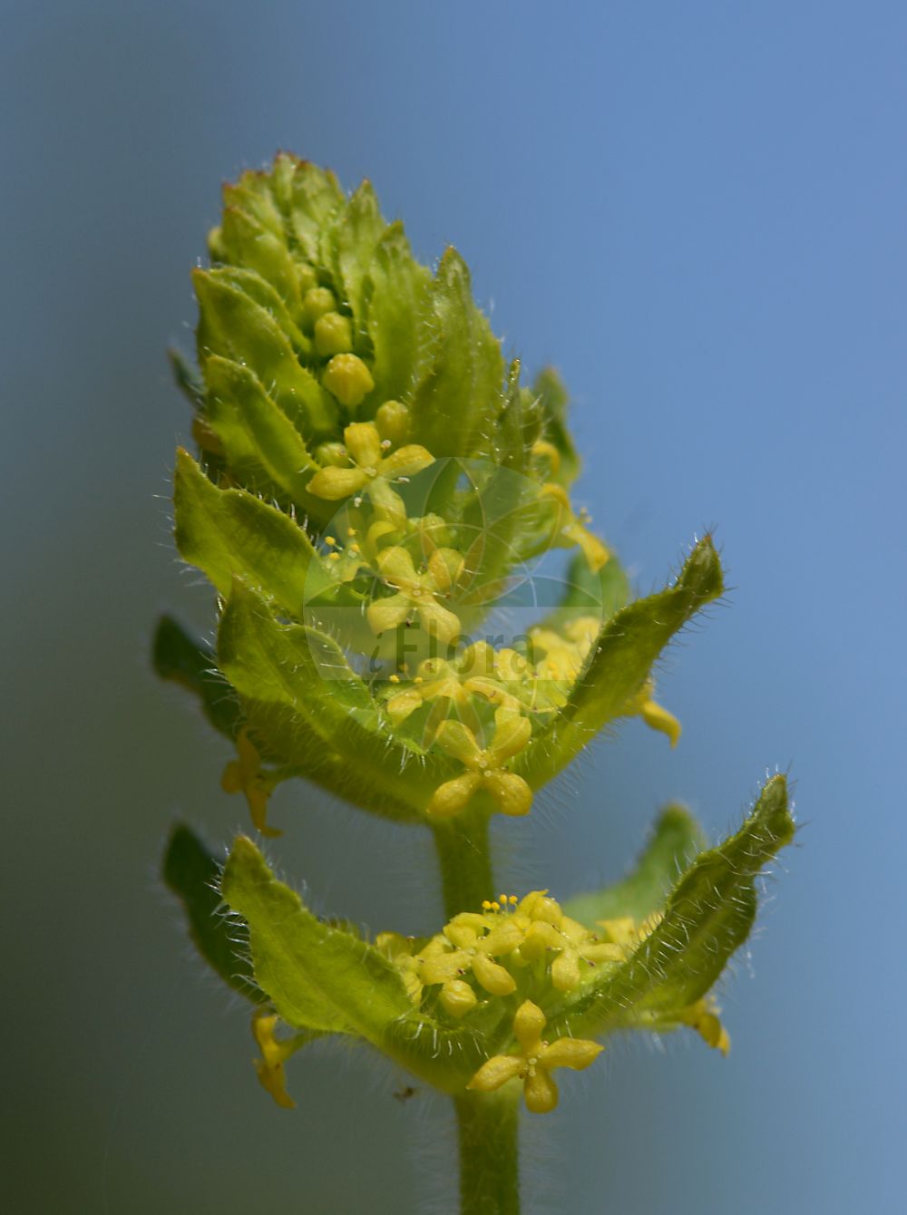Cruciata laevipes - Rubiaceae,Plantae,Pteridobiotina,Angiosperms,Gentianales,Rubiaceae,Cruciata,Cruciata laevipes,Galium cruciata var. laevipes, Galium cruciatum, Rubia cruciata, Valantia ciliata, Valantia cruciata,Gewimpertes Kreuzlabkraut;Gemeines Kreuzlabkraut;Gewöhnliches Kreuzlabkraut;Behaartes Kreuzlabkraut;crosswort;smooth bedstraw;Gaillet croisette;crois de Saint André;croisée;croisette;croisette commune;croisette velue;herbe à miel;valance;cruceta;cruciada;cruxia de heridas;cruz de San Andrés;cruzada;cruzadilla;hierba de miel;lagrimera;Crocettona comune;cruciata;cruciata comune;kruisbladwalstro;crucianela;крестолистник гладкий;sarılıkotu;creuera;creuera groga;crevera;cruciata;crucida groga;četverolisna broćika;korsmåra;krucjata krzyżowa;przytulia krzyżowa;przytulinka krzyżowa;navadna dremota;mezei keresztfű;svízelka chlupatá;smântânică;krížavka chlpatá;круціата гладенька;круціата херсонська;karvane ristmadar;skropstainā krustmadara;korsmaure;karvaristimatara;крстата броћика;kryžminė kimbara