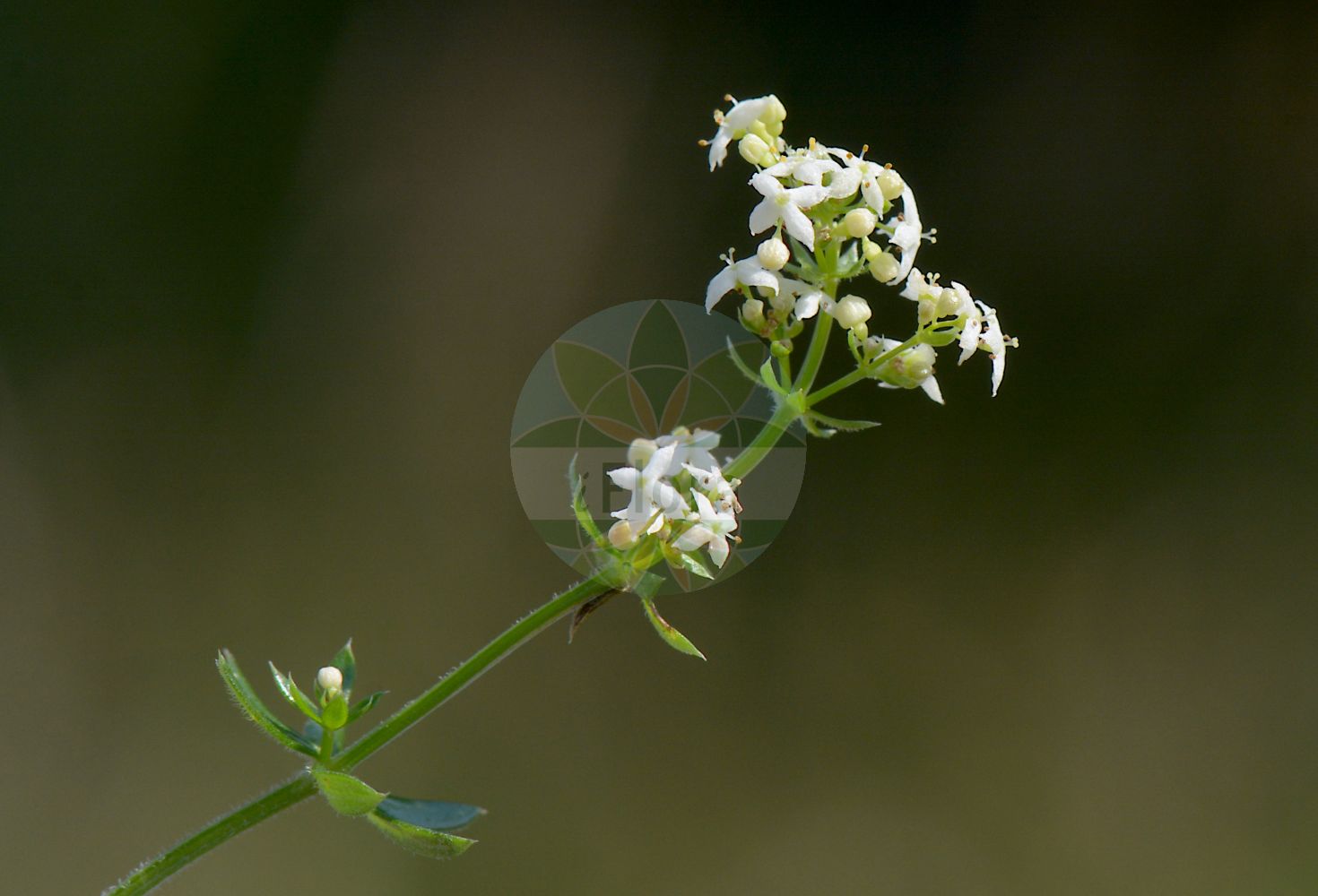 Foto von Galium album (Behaartes Weißes Labkraut - White Bedstraw). Das Bild zeigt Blatt und Bluete. Das Foto wurde in Gießen, Hessen, Deutschland, Wetterau und Gießener Becken aufgenommen. ---- Photo of Galium album (Behaartes Weißes Labkraut - White Bedstraw). The image is showing leaf and flower. The picture was taken in Giessen, Hesse, Germany, Wetterau and Giessener Becken.(Galium album,Behaartes Weißes Labkraut,White Bedstraw,Galium album,Behaartes Weisses Labkraut,Grossbluetiges Wiesen-Labkraut,White Bedstraw,Upright Hedge Bedstraw,Galium,Labkraut,Bedstraw,Rubiaceae,Rötegewächse,Bedstraw family,Blatt,Bluete,leaf,flower)