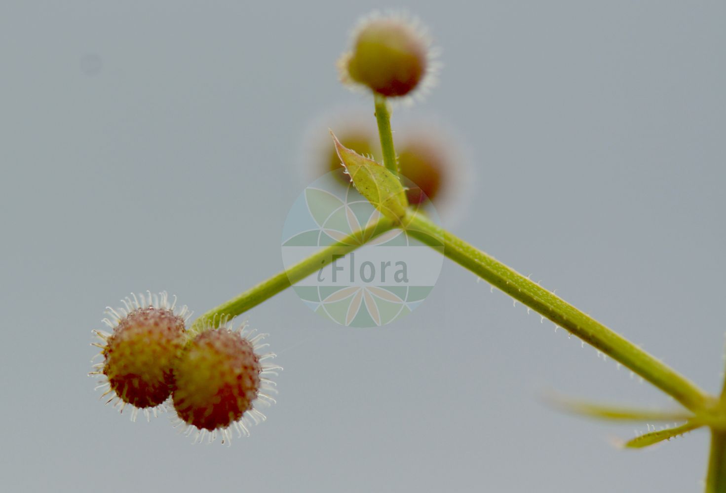 Foto von Galium aparine (Kletten-Labkraut - Cleavers). Das Bild zeigt Bluete, Frucht und Knospe. Das Foto wurde in Babenhausen, Darmstadt-Dieburg, Hessen, Deutschland, Oberrheinisches Tiefland und Rhein-Main-Ebene aufgenommen. ---- Photo of Galium aparine (Kletten-Labkraut - Cleavers). The image is showing flower, fruit and burr. The picture was taken in Babenhausen, Darmstadt-Dieburg, Hesse, Germany, Oberrheinisches Tiefland and Rhein-Main-Ebene.(Galium aparine,Kletten-Labkraut,Cleavers,Galium aparine,Galium spurium subsp. tenerum,Kletten-Labkraut,Kletten-Labkraut,Cleavers,Catchweed Bedstraw,Stickywilly,Goosegrass,Harrif,Galium,Labkraut,Bedstraw,Rubiaceae,Rötegewächse,Bedstraw family,Bluete,Frucht,Knospe,flower,fruit,burr)