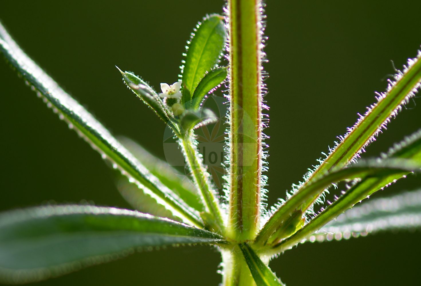 Foto von Galium aparine (Kletten-Labkraut - Cleavers). Das Bild zeigt Blatt, Bluete und Knospe. Das Foto wurde in Wetteraukreis, Hessen, Deutschland, Wetterau und Gießener Becken aufgenommen. ---- Photo of Galium aparine (Kletten-Labkraut - Cleavers). The image is showing leaf, flower and burr. The picture was taken in Wetterau district, Hesse, Germany, Wetterau and Giessener Becken.(Galium aparine,Kletten-Labkraut,Cleavers,Galium aparine,Galium spurium subsp. tenerum,Kletten-Labkraut,Kletten-Labkraut,Cleavers,Catchweed Bedstraw,Stickywilly,Goosegrass,Harrif,Galium,Labkraut,Bedstraw,Rubiaceae,Rötegewächse,Bedstraw family,Blatt,Bluete,Knospe,leaf,flower,burr)