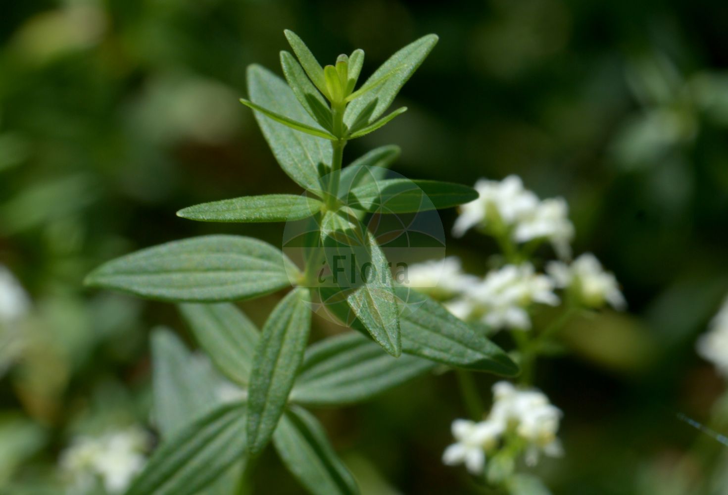 Foto von Galium boreale (Nordisches Labkraut - Northern Bedstraw). Das Bild zeigt Blatt und Bluete. Das Foto wurde in Kopenhagen, Dänemark aufgenommen. ---- Photo of Galium boreale (Nordisches Labkraut - Northern Bedstraw). The image is showing leaf and flower. The picture was taken in Copenhagen, Denmark.(Galium boreale,Nordisches Labkraut,Northern Bedstraw,Galium boreale,Galium hyssopifolium,Galium septentrionale,Nordisches Labkraut,Northern Bedstraw,Cross-leaved Bedstraw,Galium,Labkraut,Bedstraw,Rubiaceae,Rötegewächse,Bedstraw family,Blatt,Bluete,leaf,flower)