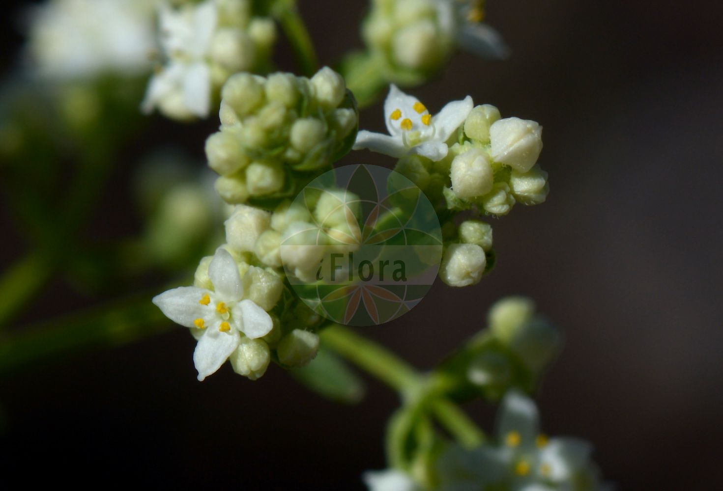 Foto von Galium boreale (Nordisches Labkraut - Northern Bedstraw). Das Bild zeigt Blatt und Bluete. Das Foto wurde in Kopenhagen, Dänemark aufgenommen. ---- Photo of Galium boreale (Nordisches Labkraut - Northern Bedstraw). The image is showing leaf and flower. The picture was taken in Copenhagen, Denmark.(Galium boreale,Nordisches Labkraut,Northern Bedstraw,Galium boreale,Galium hyssopifolium,Galium septentrionale,Nordisches Labkraut,Northern Bedstraw,Cross-leaved Bedstraw,Galium,Labkraut,Bedstraw,Rubiaceae,Rötegewächse,Bedstraw family,Blatt,Bluete,leaf,flower)