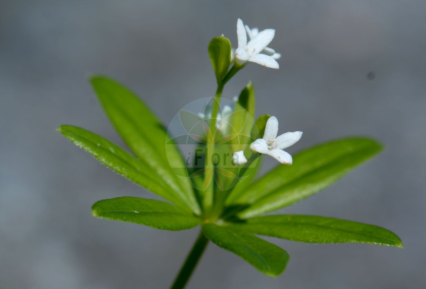 Foto von Galium odoratum (Waldmeister - Woodruff). Das Bild zeigt Blatt und Bluete. Das Foto wurde in Göteborg, Schweden aufgenommen. ---- Photo of Galium odoratum (Waldmeister - Woodruff). The image is showing leaf and flower. The picture was taken in Gothenburg, Sweden.(Galium odoratum,Waldmeister,Woodruff,Asperula eugeniae,Asperula odorata,Galium odoratum,Waldmeister,Felsen-Meier,Woodruff,Mugweed,Sweetscented Bedstraw,Sweet Woodruff,Galium,Labkraut,Bedstraw,Rubiaceae,Rötegewächse,Bedstraw family,Blatt,Bluete,leaf,flower)