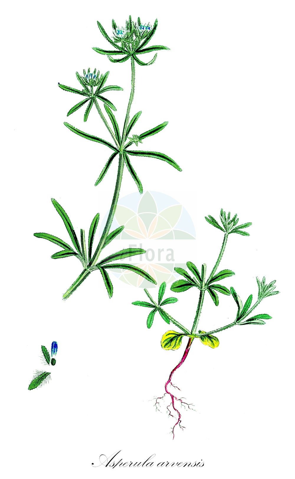 Asperula arvensis - Rubiaceae,Plantae,Pteridobiotina,Angiosperms,Gentianales,Rubiaceae,Asperula,Asperula arvensis,Asperula dubia, Asperula dubia, Galium arvense, Galium sherardiiflorum,Acker-Meier;Acker-Meister;Acker-Waldmeister;blue woodruff;field woodruff;quincywort;Aspérule des champs;petite rapette;rabula;agarrones;rubilla;amor celoso;agarrones de señorita;asperilla;presera real;rábula;rubiadera azul;Stellina dei campi;asperella dei campi;robbietta dei campi;stellina ruvida;palloncino;asperula dei campi;roode kool;akkerbedstro;asperúla-odorífera;ясменник полевой;tarla belumotu;njëgjire;rèvola de camp;poljska lazarkinja;liten blåmåra;marzanka polna;njivska perla;vetési müge;mařinka rolní;lipitoare;marinka roľná;маренка польова;лазаркиня;полска лазаркиня;броћак;њивска лазаркиња;chaspesanit hassadeh;חַסְפְּסָנִית הַשָּׂדֶה;ασπέρουλα