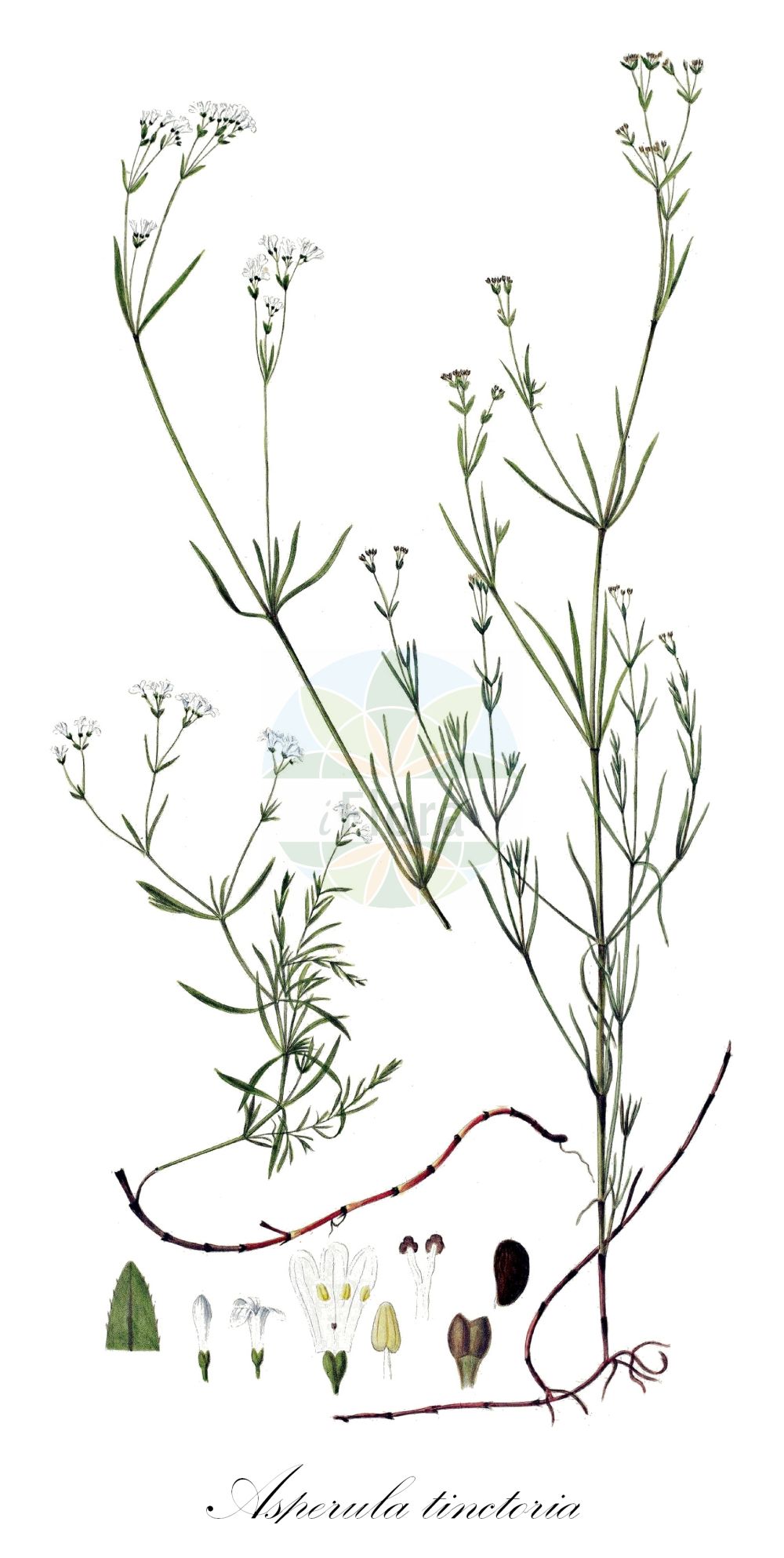 Historische Abbildung von Asperula tinctoria (Färber-Meier - Dyer's Woodruff). Das Bild zeigt Blatt, Bluete, Frucht und Same. ---- Historical Drawing of Asperula tinctoria (Färber-Meier - Dyer's Woodruff). The image is showing leaf, flower, fruit and seed.(Asperula tinctoria,Färber-Meier,Dyer's Woodruff,Asperula tinctoria,Galium tinctorium,Galium triandrum,Faerber-Meier,Dyer's Woodruff,Asperula,Meier,Woodruff,Rubiaceae,Rötegewächse,Bedstraw family,Blatt,Bluete,Frucht,Same,leaf,flower,fruit,seed,Oeder (1761-1883))