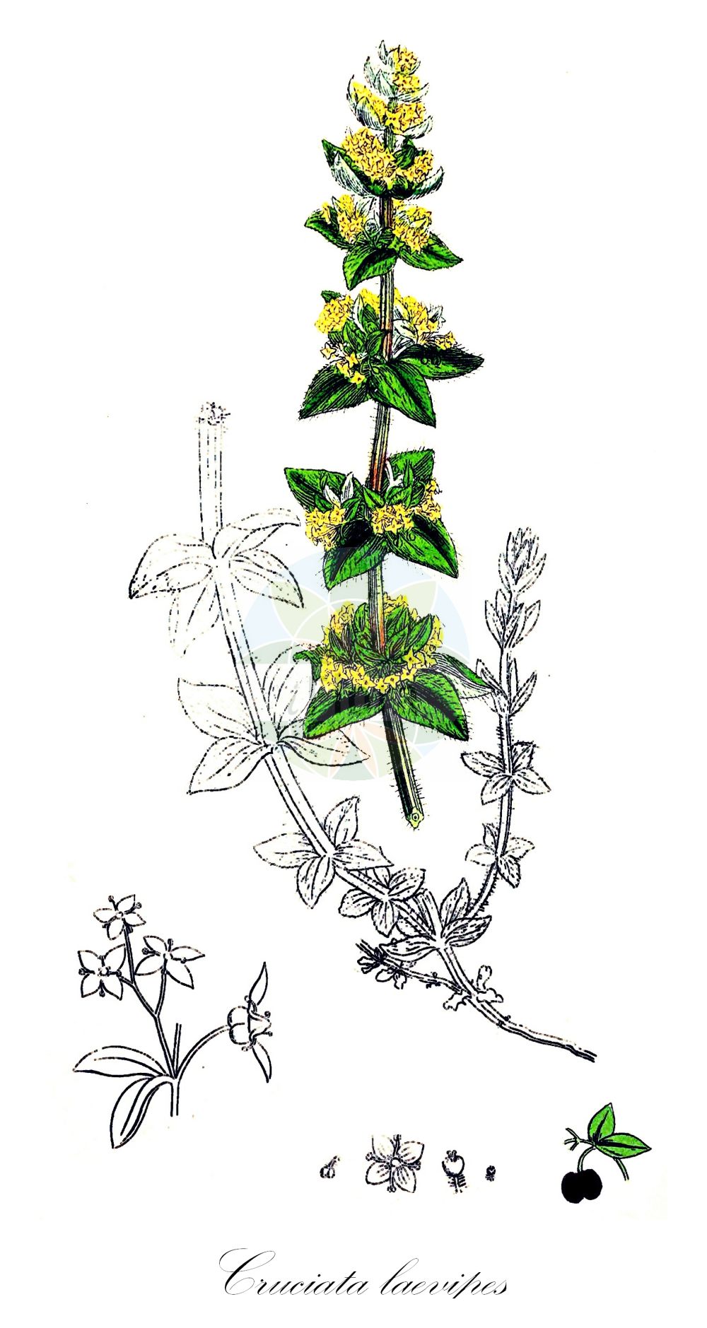 Historische Abbildung von Cruciata laevipes (Gewöhnliches Kreuzlabkraut - Crosswort). Das Bild zeigt Blatt, Bluete, Frucht und Same. ---- Historical Drawing of Cruciata laevipes (Gewöhnliches Kreuzlabkraut - Crosswort). The image is showing leaf, flower, fruit and seed.(Cruciata laevipes,Gewöhnliches Kreuzlabkraut,Crosswort,Cruciata ciliata,Cruciata laevipes,Galium cruciata,Valantia cruciata,Gewoehnliches Kreuzlabkraut,Crosswort,Smooth Bedstraw,Cruciata,Kreuzlabkraut,Bedstraw,Rubiaceae,Rötegewächse,Bedstraw family,Blatt,Bluete,Frucht,Same,leaf,flower,fruit,seed,Sowerby (1790-1813))