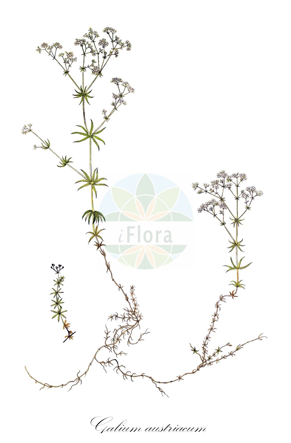 Historische Abbildung von Galium austriacum. Das Bild zeigt Blatt, Bluete, Frucht und Same. ---- Historical Drawing of Galium austriacum. The image is showing leaf, flower, fruit and seed.(Galium austriacum,Galium austriacum,Galium pumilum subsp. austriacum,Galium,Labkraut,Bedstraw,Rubiaceae,Rötegewächse,Bedstraw family,Blatt,Bluete,Frucht,Same,leaf,flower,fruit,seed)