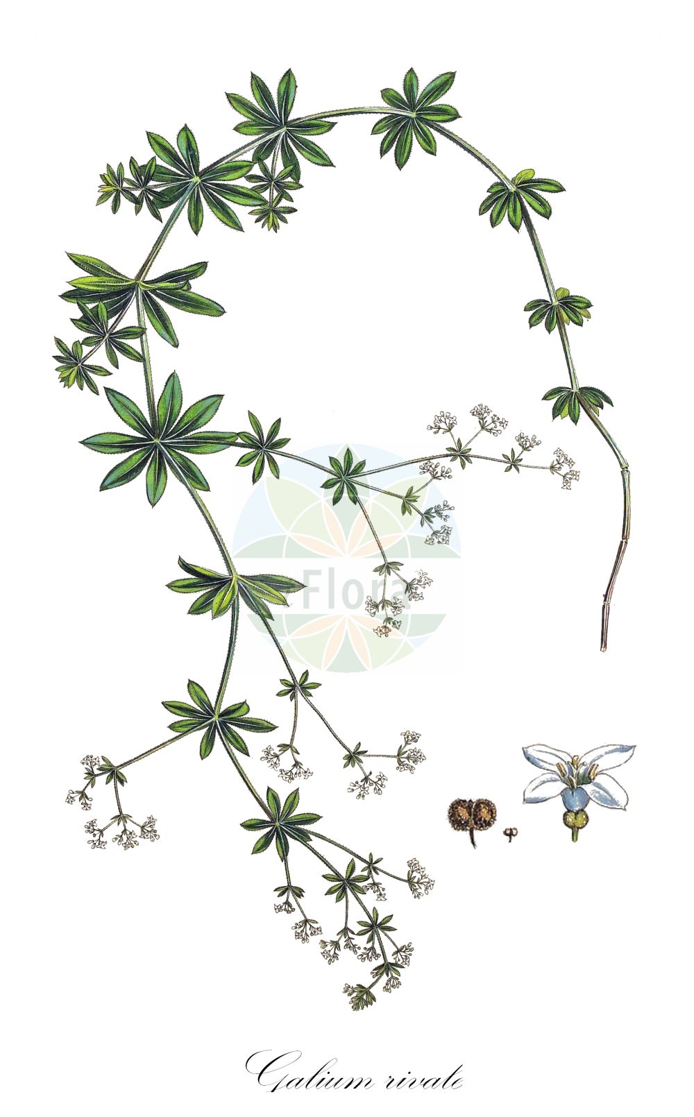 Historische Abbildung von Galium rivale. Das Bild zeigt Blatt, Bluete, Frucht und Same. ---- Historical Drawing of Galium rivale. The image is showing leaf, flower, fruit and seed.(Galium rivale,Asperula aparine,Asperula rivalis,Galium rivale,Galium,Labkraut,Bedstraw,Rubiaceae,Rötegewächse,Bedstraw family,Blatt,Bluete,Frucht,Same,leaf,flower,fruit,seed,Sibthorp & Smith (1806-1840))