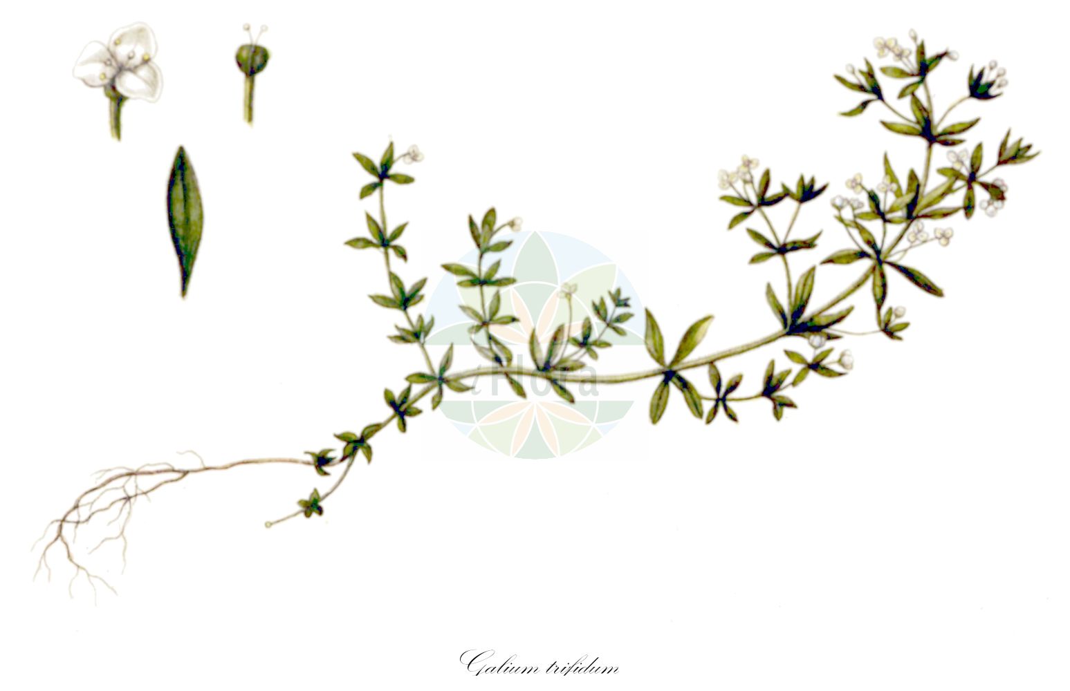 Historische Abbildung von Galium trifidum. Das Bild zeigt Blatt, Bluete, Frucht und Same. ---- Historical Drawing of Galium trifidum. The image is showing leaf, flower, fruit and seed.(Galium trifidum,Galium brandegei,Galium ruprechtii,Galium trifidum,Galium,Labkraut,Bedstraw,Rubiaceae,Rötegewächse,Bedstraw family,Blatt,Bluete,Frucht,Same,leaf,flower,fruit,seed,Oeder (1761-1883))