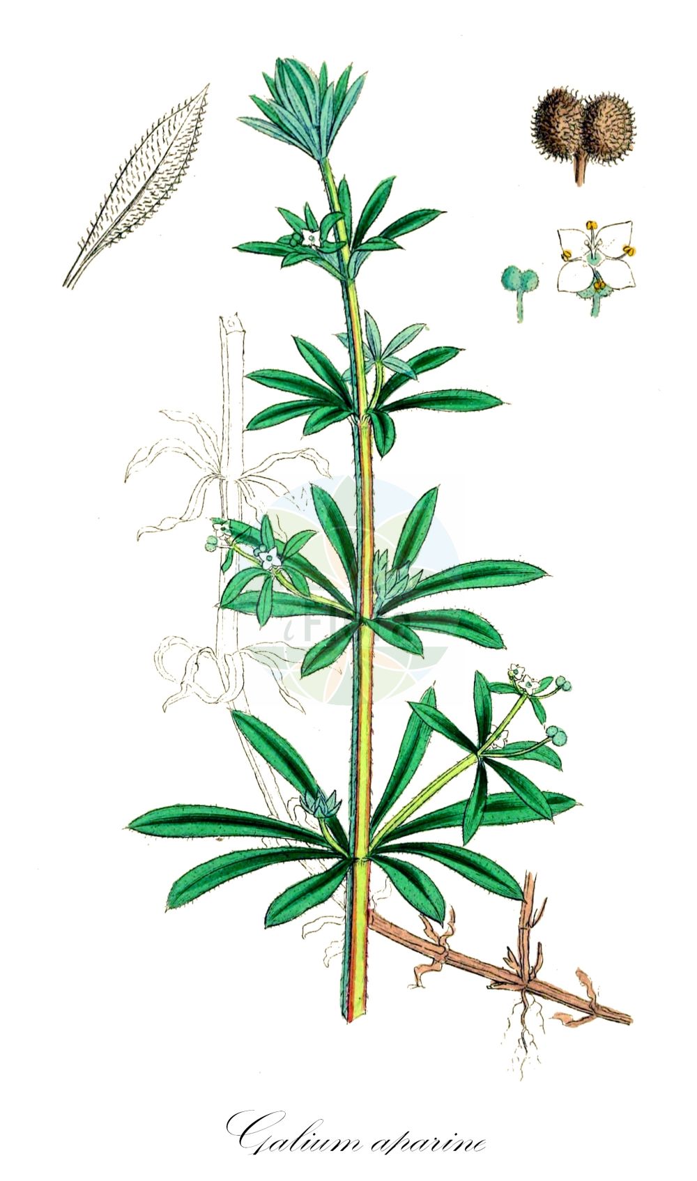 Historische Abbildung von Galium aparine (Kletten-Labkraut - Cleavers). Das Bild zeigt Blatt, Bluete, Frucht und Same. ---- Historical Drawing of Galium aparine (Kletten-Labkraut - Cleavers). The image is showing leaf, flower, fruit and seed.(Galium aparine,Kletten-Labkraut,Cleavers,Galium aparine,Galium spurium subsp. tenerum,Kletten-Labkraut,Kletten-Labkraut,Cleavers,Catchweed Bedstraw,Stickywilly,Goosegrass,Harrif,Galium,Labkraut,Bedstraw,Rubiaceae,Rötegewächse,Bedstraw family,Blatt,Bluete,Frucht,Same,leaf,flower,fruit,seed,Sowerby (1790-1813))