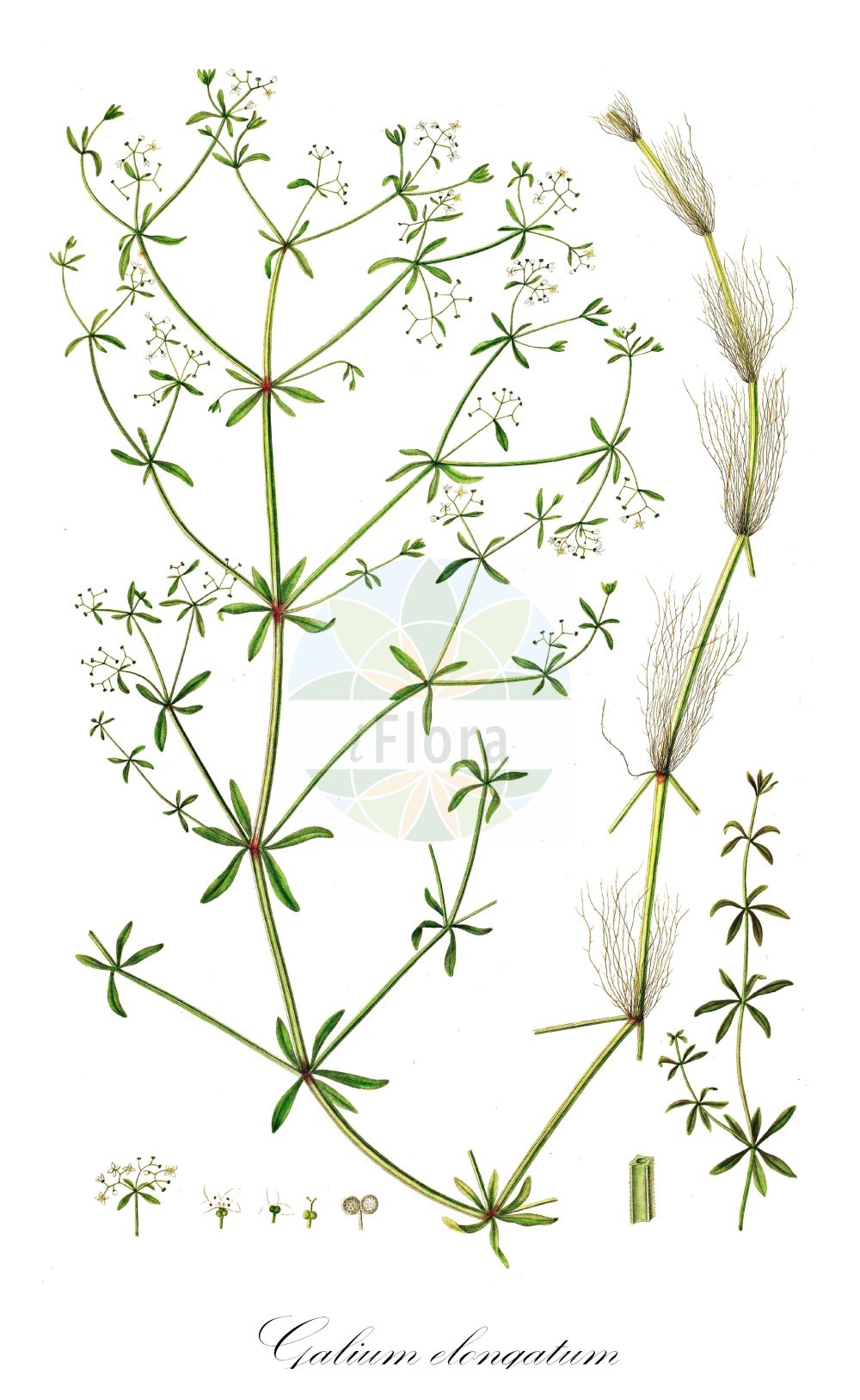 Galium elongatum - Rubiaceae,Plantae,Pteridobiotina,Angiosperms,Gentianales,Rubiaceae,Galium,Galium elongatum,Galium elongatum f. submersum, Galium maximum, Galium palustre, Galium palustre f. elongatum, Galium palustre subsp. elongatum, Galium palustre unr. elongatum, Galium palustre var. elatior, Galium palustre var. elongatum, Galium palustre var. lanceolatum, Galium palustre var. sempervirens,Hohes Labkraut;Verlängertes Labkraut;Hohes Sumpflabkraut;great marsh bedstraw;Gaillet allongé;Caglio tardivo;caglio allungato;подмаренник вытянутый;ngjitëse;broćika;vand-snerre;przytulia wydłużona;podolgasta lakota;megnyúlt galaj;svízel prodloužený;lipkavec podlhovastý;підмаренник відтягнутий;дълго еньовче;pikk madar;pagarinātā madara;stor myrmaure;isorantamatara;devekat hayarden;דְּבֵקַת הַיַּרְדֵּן;ilgalapis lipikas