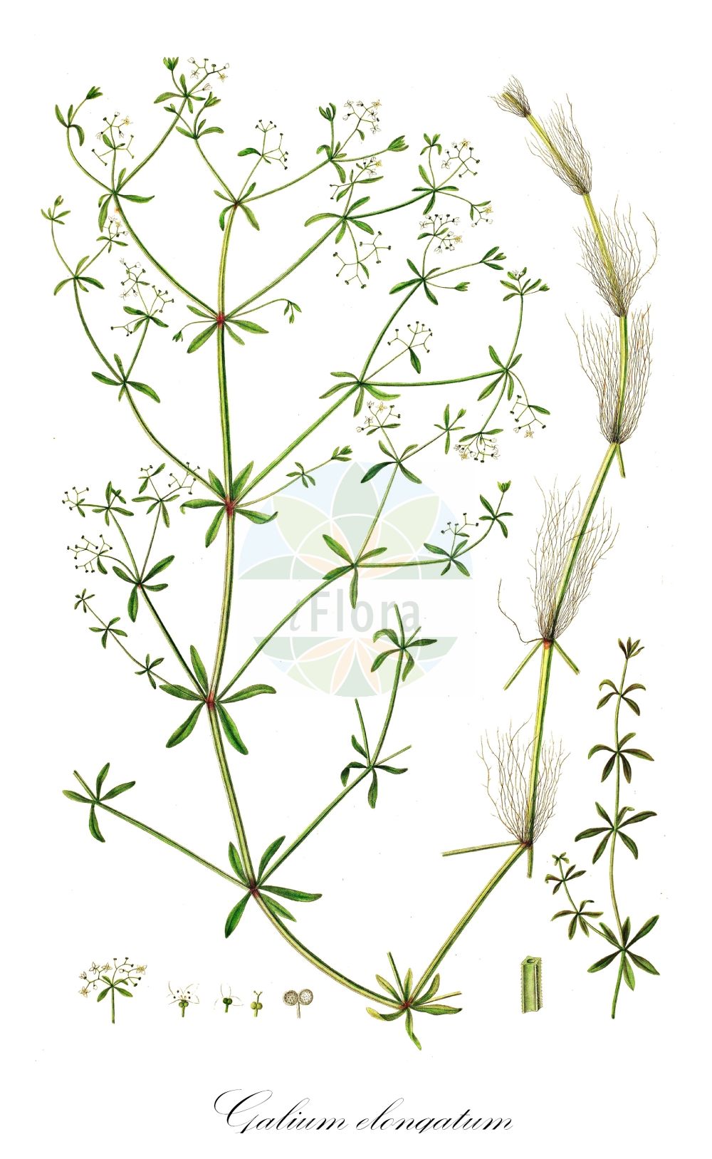 Historische Abbildung von Galium elongatum (Hohes Labkraut - Great Marsh Bedstraw). Das Bild zeigt Blatt, Bluete, Frucht und Same. ---- Historical Drawing of Galium elongatum (Hohes Labkraut - Great Marsh Bedstraw). The image is showing leaf, flower, fruit and seed.(Galium elongatum,Hohes Labkraut,Great Marsh Bedstraw,Galium elongatum,Galium maximum,Galium palustre subsp. elongatum,Hohes Labkraut,Great Marsh Bedstraw,Galium,Labkraut,Bedstraw,Rubiaceae,Rötegewächse,Bedstraw family,Blatt,Bluete,Frucht,Same,leaf,flower,fruit,seed,Oeder (1761-1883))