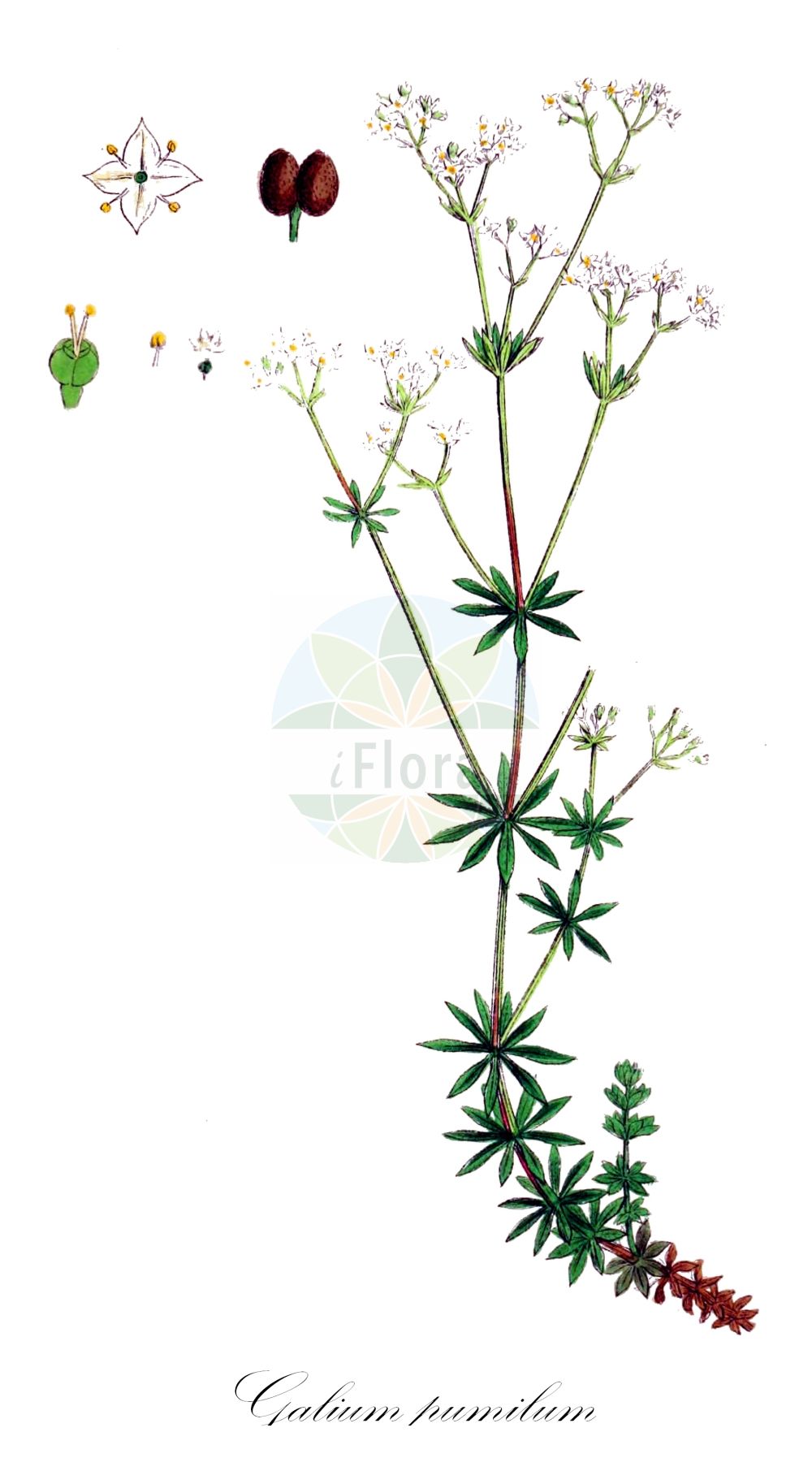 Historische Abbildung von Galium pumilum (Zierliches Labkraut - Slender Bedstraw). Das Bild zeigt Blatt, Bluete, Frucht und Same. ---- Historical Drawing of Galium pumilum (Zierliches Labkraut - Slender Bedstraw). The image is showing leaf, flower, fruit and seed.(Galium pumilum,Zierliches Labkraut,Slender Bedstraw,Galium asperum,Galium chlorophyllum,Galium laeve,Galium pumilum,Galium sylvestre,Zierliches Labkraut,Heide-Labkraut,Slender Bedstraw,Galium,Labkraut,Bedstraw,Rubiaceae,Rötegewächse,Bedstraw family,Blatt,Bluete,Frucht,Same,leaf,flower,fruit,seed,Sowerby (1790-1813))