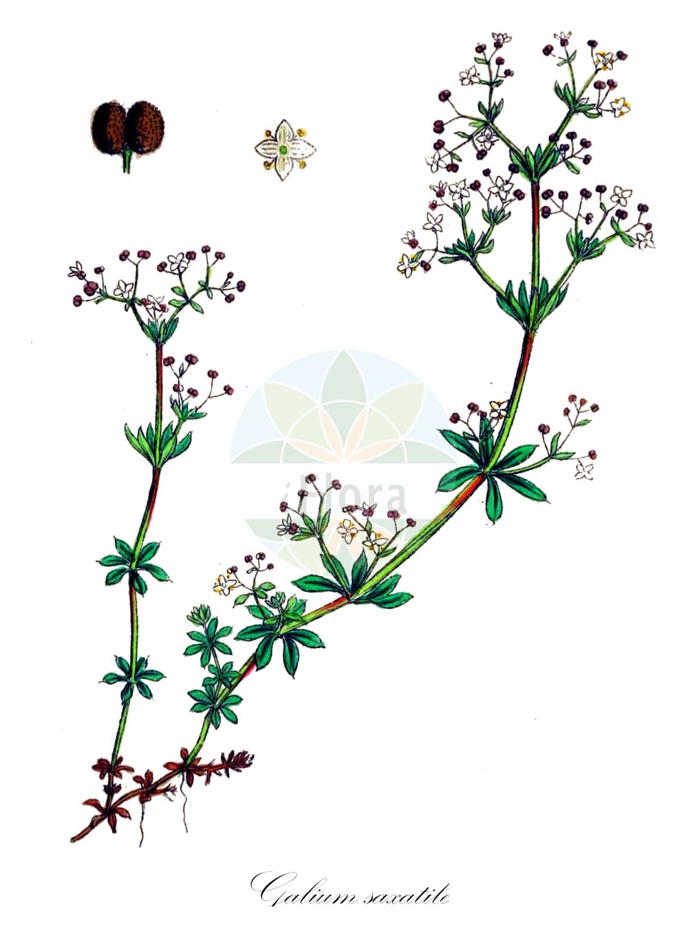 Historische Abbildung von Galium saxatile (Harzer Labkraut - Heath Bedstraw). Das Bild zeigt Blatt, Bluete, Frucht und Same. ---- Historical Drawing of Galium saxatile (Harzer Labkraut - Heath Bedstraw). The image is showing leaf, flower, fruit and seed.(Galium saxatile,Harzer Labkraut,Heath Bedstraw,Galium harcynicum,Galium pawlowskii,Galium saxatile,Harzer Labkraut,Felsen-Labkraut,Heath Bedstraw,Galium,Labkraut,Bedstraw,Rubiaceae,Rötegewächse,Bedstraw family,Blatt,Bluete,Frucht,Same,leaf,flower,fruit,seed,Sowerby (1790-1813))