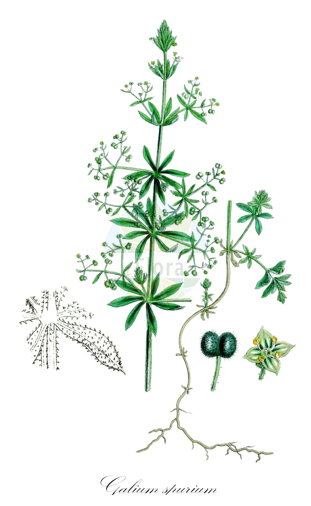 Historische Abbildung von Galium spurium (Acker-Labkraut - False Cleavers). Das Bild zeigt Blatt, Bluete, Frucht und Same. ---- Historical Drawing of Galium spurium (Acker-Labkraut - False Cleavers). The image is showing leaf, flower, fruit and seed.(Galium spurium,Acker-Labkraut,False Cleavers,Galium spurium,Acker-Labkraut,Gruenbluetiges Labkraut,Saat-Labkraut,Vaillant-Acker-Labkraut,False Cleavers,Galium,Labkraut,Bedstraw,Rubiaceae,Rötegewächse,Bedstraw family,Blatt,Bluete,Frucht,Same,leaf,flower,fruit,seed,Sowerby (1790-1813))