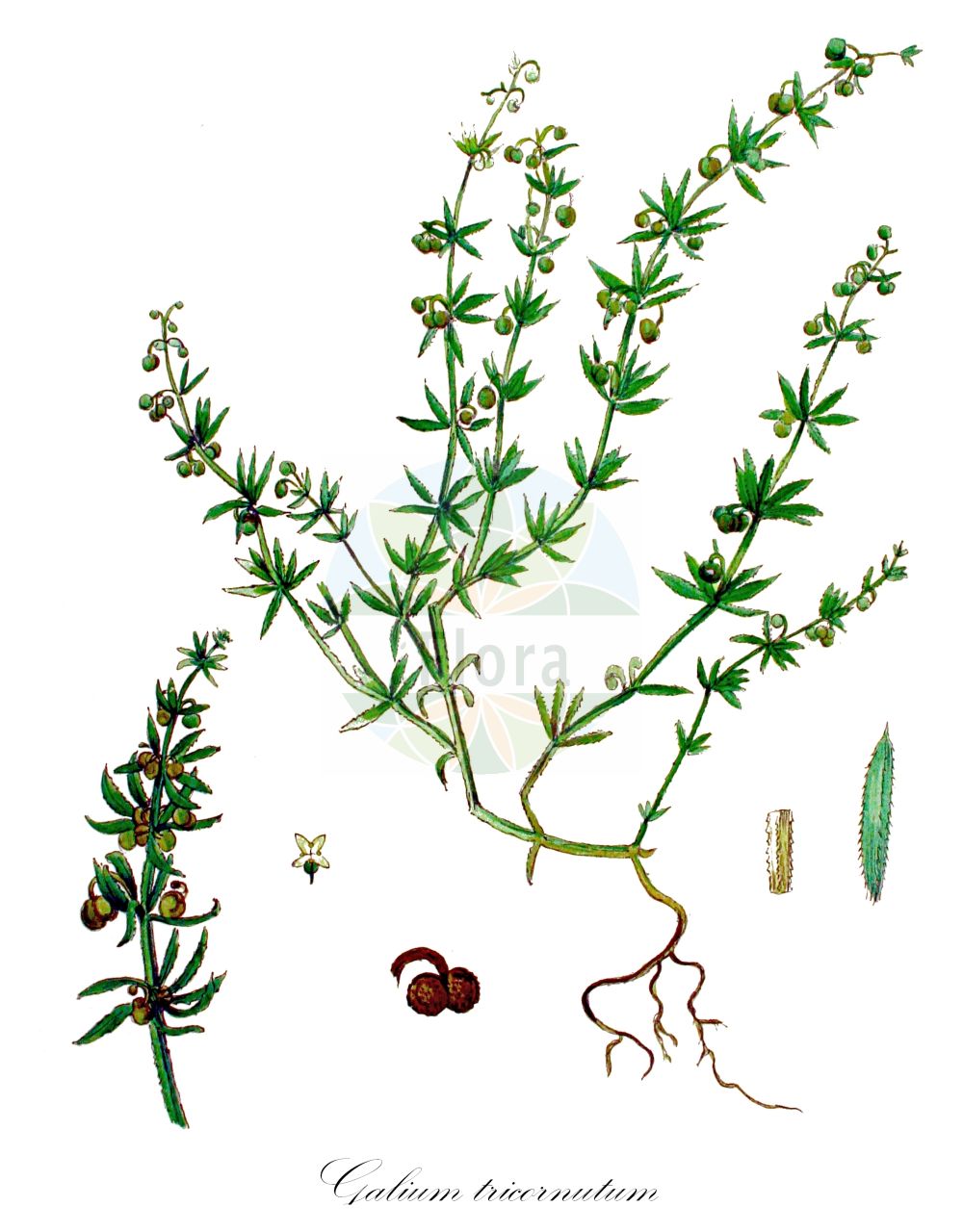 Historische Abbildung von Galium tricornutum (Dreihörniges Labkraut - Corn Cleavers). Das Bild zeigt Blatt, Bluete, Frucht und Same. ---- Historical Drawing of Galium tricornutum (Dreihörniges Labkraut - Corn Cleavers). The image is showing leaf, flower, fruit and seed.(Galium tricornutum,Dreihörniges Labkraut,Corn Cleavers,Galium tricorne,Galium tricornutum,Dreihoerniges Labkraut,Corn Cleavers,Roughfruit Corn Bedstraw,Rough Corn Bedstraw,Rough Corn Cleavers,Small Goosegrass,Three-horn Bedstraw,Galium,Labkraut,Bedstraw,Rubiaceae,Rötegewächse,Bedstraw family,Blatt,Bluete,Frucht,Same,leaf,flower,fruit,seed,Kops (1800-1934))