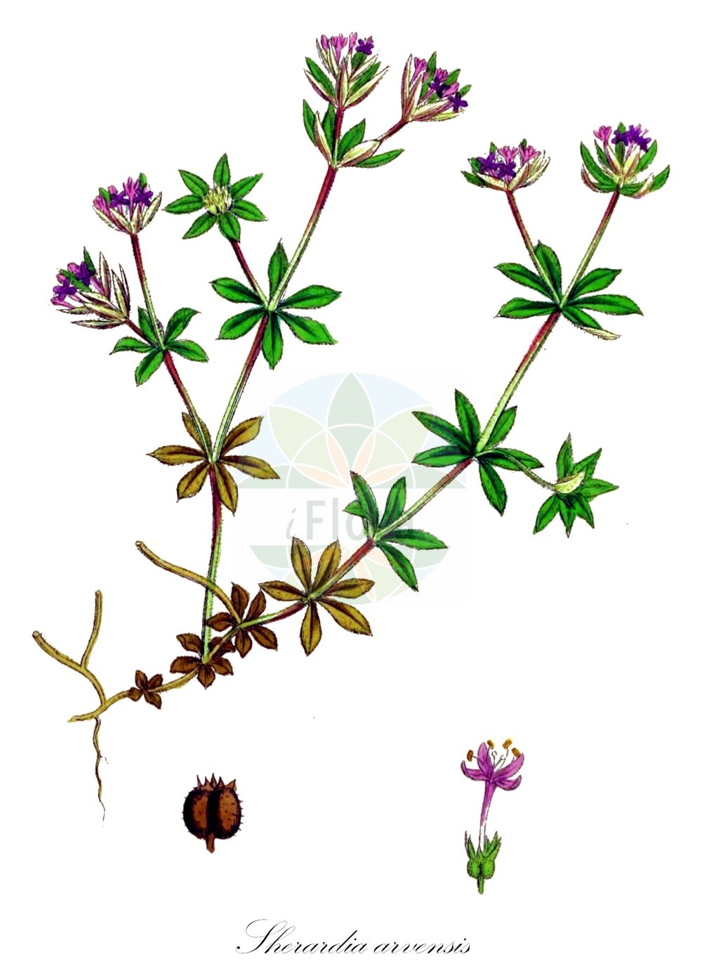 Historische Abbildung von Sherardia arvensis (Ackerröte - Field Madder). Das Bild zeigt Blatt, Bluete, Frucht und Same. ---- Historical Drawing of Sherardia arvensis (Ackerröte - Field Madder). The image is showing leaf, flower, fruit and seed.(Sherardia arvensis,Ackerröte,Field Madder,Sherardia arvensis,Ackerroete,Field Madder,Blue Fieldmadder,Sherardia,Ackerröte,Rubiaceae,Rötegewächse,Bedstraw family,Blatt,Bluete,Frucht,Same,leaf,flower,fruit,seed,Sowerby (1790-1813))