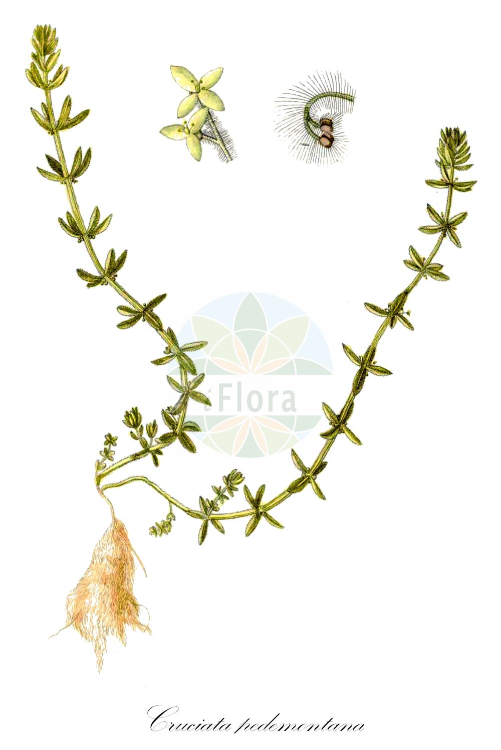 Historische Abbildung von Cruciata pedemontana. Das Bild zeigt Blatt, Bluete, Frucht und Same. ---- Historical Drawing of Cruciata pedemontana. The image is showing leaf, flower, fruit and seed.(Cruciata pedemontana,Cruciata pedemontana,Galium pedemontanum,Galium pedemontanum (Bellardi) All.,Galium retrorsum,Valantia pedemontana,Cruciata,Kreuzlabkraut,Bedstraw,Rubiaceae,Rötegewächse,Bedstraw family,Blatt,Bluete,Frucht,Same,leaf,flower,fruit,seed,Waldstein-Wartenberg & Kitaibel (1799-1812))