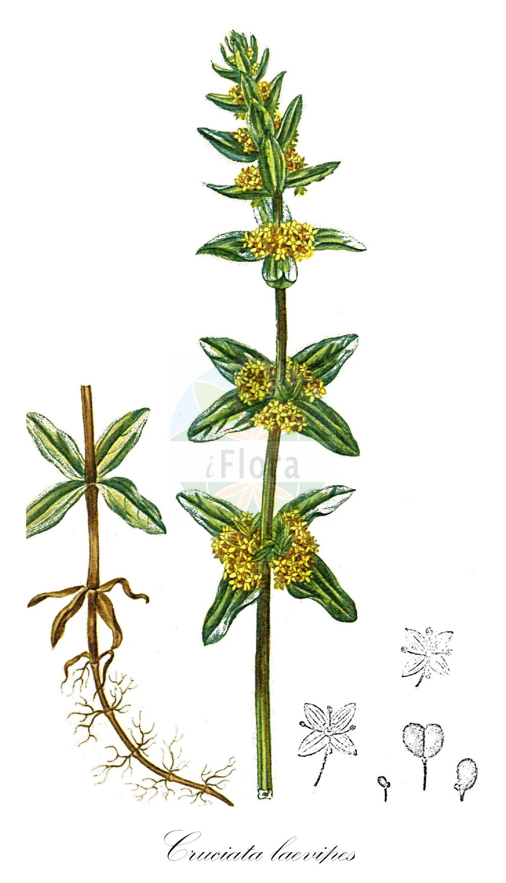 Historische Abbildung von Cruciata laevipes (Gewöhnliches Kreuzlabkraut - Crosswort). Das Bild zeigt Blatt, Bluete, Frucht und Same. ---- Historical Drawing of Cruciata laevipes (Gewöhnliches Kreuzlabkraut - Crosswort). The image is showing leaf, flower, fruit and seed.(Cruciata laevipes,Gewöhnliches Kreuzlabkraut,Crosswort,Cruciata ciliata,Cruciata laevipes,Galium cruciata,Valantia cruciata,Gewoehnliches Kreuzlabkraut,Crosswort,Smooth Bedstraw,Cruciata,Kreuzlabkraut,Bedstraw,Rubiaceae,Rötegewächse,Bedstraw family,Blatt,Bluete,Frucht,Same,leaf,flower,fruit,seed,Chaumeton (1814f))