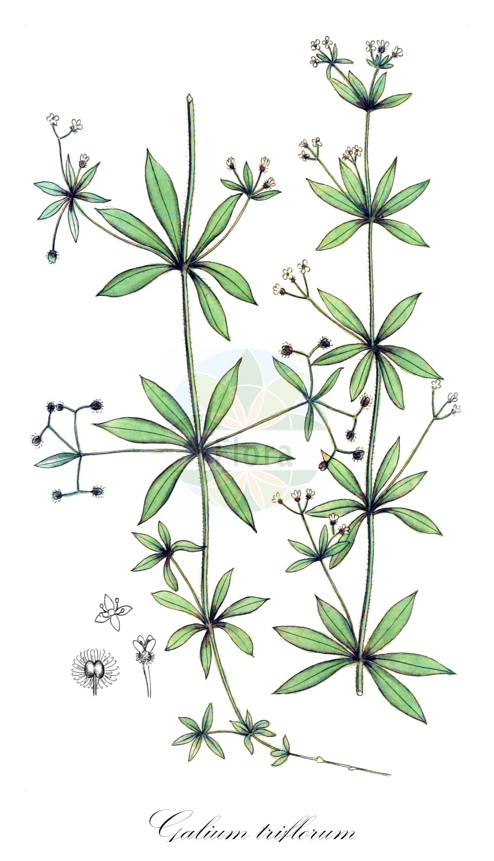 Historische Abbildung von Galium triflorum. Das Bild zeigt Blatt, Bluete, Frucht und Same. ---- Historical Drawing of Galium triflorum. The image is showing leaf, flower, fruit and seed.(Galium triflorum,Galium triflorum,Galium,Labkraut,Bedstraw,Rubiaceae,Rötegewächse,Bedstraw family,Blatt,Bluete,Frucht,Same,leaf,flower,fruit,seed,Svensk Botanik (Svensk Botanik))