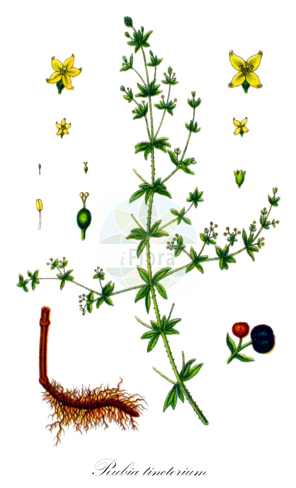Rubia - Rubiaceae,Biota,Plantae,Pteridobiotina,Tracheophyta,Magnoliopsida,Gentianales,Rubiaceae,Rubia