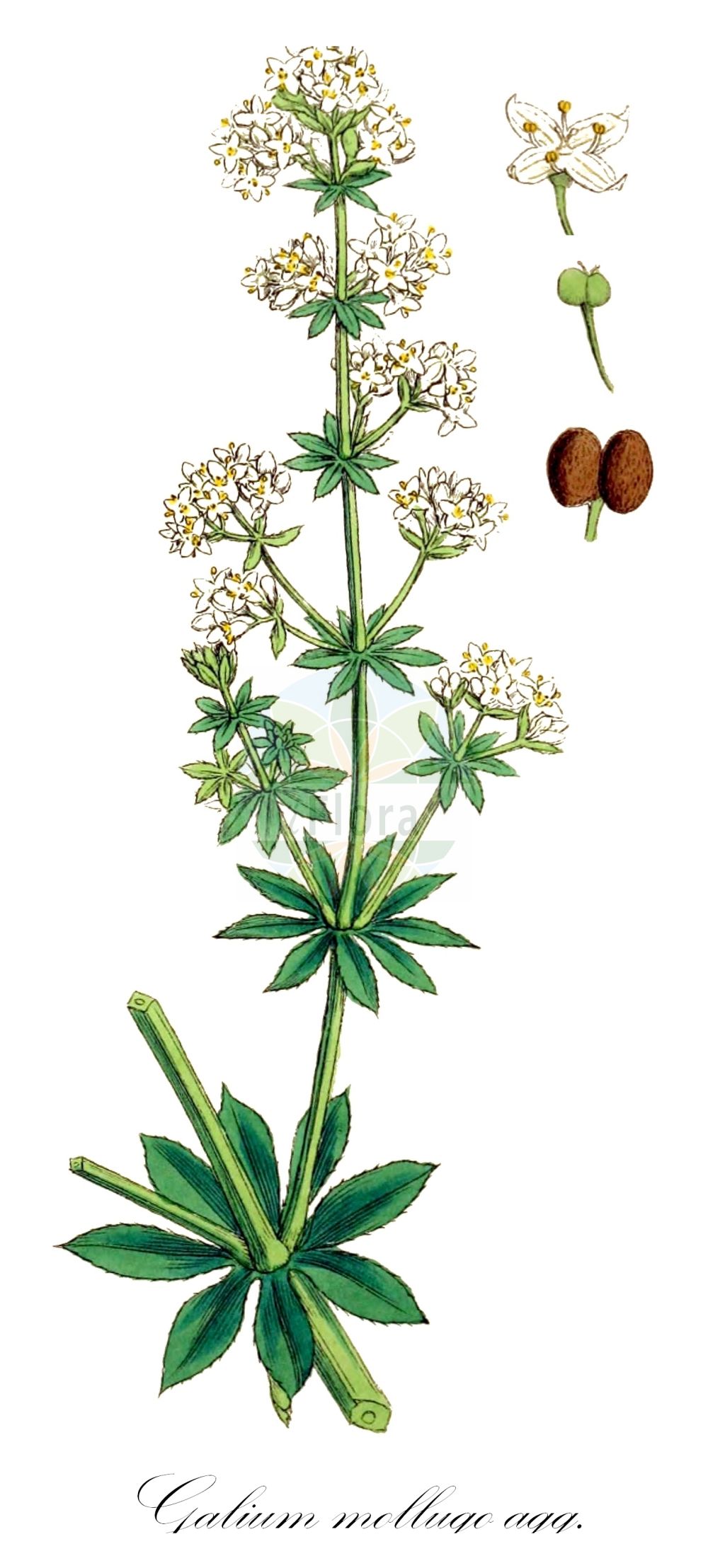 Historische Abbildung von Galium mollugo agg. (Wiesen-Labkraut - Hedge Bedstraw). Das Bild zeigt Blatt, Bluete, Frucht und Same. ---- Historical Drawing of Galium mollugo agg. (Wiesen-Labkraut - Hedge Bedstraw). The image is showing leaf, flower, fruit and seed.(Galium mollugo agg.,Wiesen-Labkraut,Hedge Bedstraw,Wiesen-Labkraut,Wiesen-Labkraut,Hedge Bedstraw,False Baby's Breath,Smooth Bedstraw,Galium,Labkraut,Bedstraw,Rubiaceae,Rötegewächse,Bedstraw family,Blatt,Bluete,Frucht,Same,leaf,flower,fruit,seed,Sowerby (1790-1813))