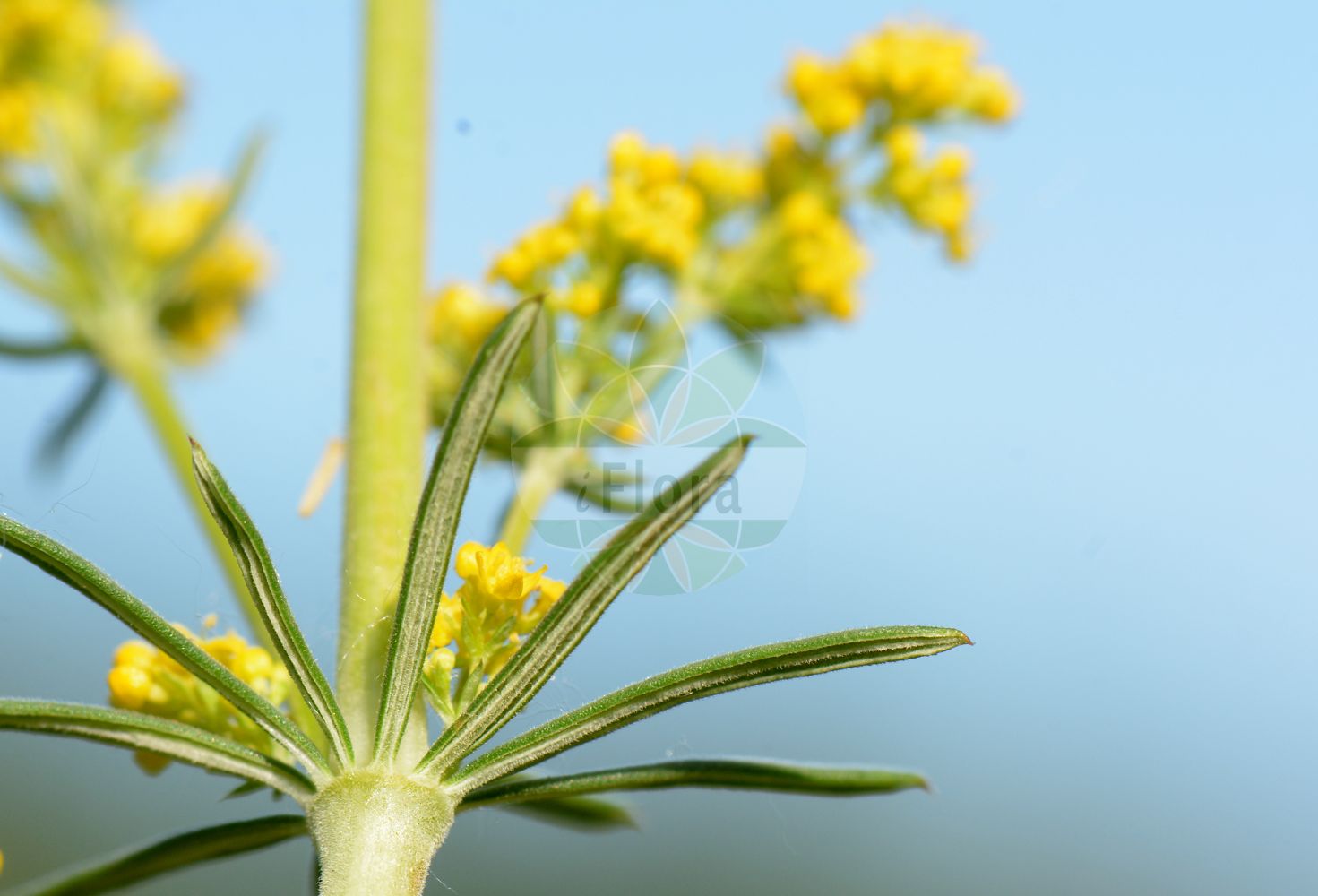 Foto von Galium verum subsp. wirtgenii (Wirtgens Labkraut - Wirtgen's Bedstraw). Das Bild zeigt Blatt und Bluete. Das Foto wurde in Leeheim, Riedstadt, Groß-Gerau, Hessen, Deutschland, Oberrheinisches Tiefland und Rhein-Main-Ebene aufgenommen. ---- Photo of Galium verum subsp. wirtgenii (Wirtgens Labkraut - Wirtgen's Bedstraw). The image is showing leaf and flower. The picture was taken in Leeheim, Riedstadt, Gross-Gerau, Hesse, Germany, Oberrheinisches Tiefland and Rhein-Main-Ebene.(Galium verum subsp. wirtgenii,Wirtgens Labkraut,Wirtgen's Bedstraw,Galium wirtgenii,Wirtgens Labkraut,Wirtgen's Bedstraw,Galium,Labkraut,Bedstraw,Rubiaceae,Rötegewächse,Bedstraw family,Blatt,Bluete,leaf,flower)