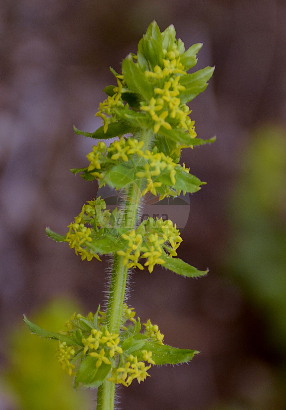 Foto von Cruciata laevipes (Gewöhnliches Kreuzlabkraut - Crosswort). ---- Photo of Cruciata laevipes (Gewöhnliches Kreuzlabkraut - Crosswort).(Cruciata laevipes,Gewöhnliches Kreuzlabkraut,Crosswort,Cruciata ciliata,Cruciata laevipes,Galium cruciata,Valantia cruciata,Gewoehnliches Kreuzlabkraut,Crosswort,Smooth Bedstraw,Cruciata,Kreuzlabkraut,Bedstraw,Rubiaceae,Rötegewächse,Bedstraw family)