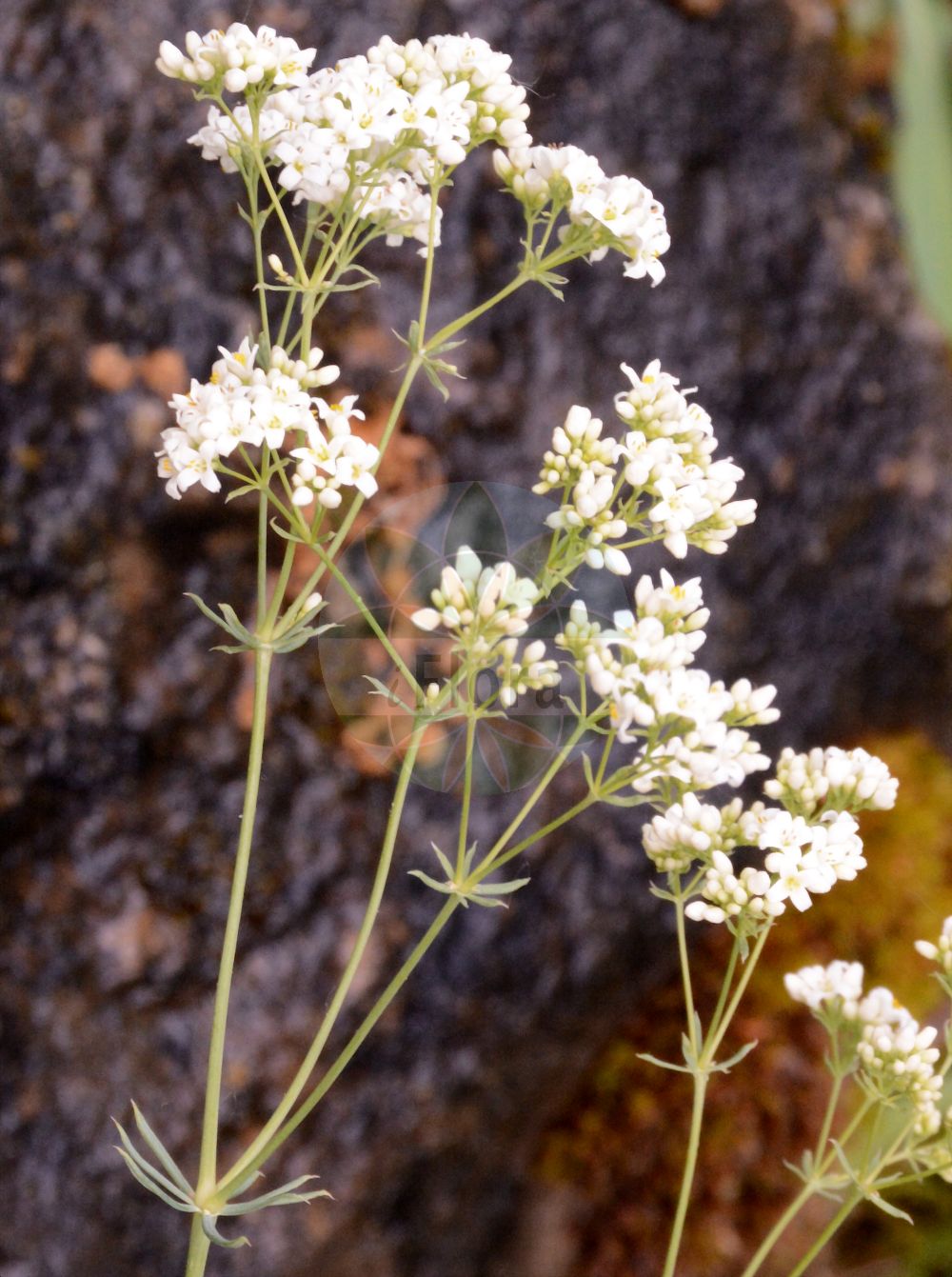 Galium glaucum - Rubiaceae,Plantae,Pteridobiotina,Angiosperms,Gentianales,Rubiaceae,Galium,Galium glaucum,Asperula galioides var. glauca, Asperula glauca, Asperula glauca,Blaugrünes Labkraut;glaucous bedstraw;waxy bedstraw;Gaillet glauque;aspérule faux-gaillet;aspérule glauque;Caglio glauco;zeegroen walstro;broćika;marzanka sina;przytulia sina;sinjezelena lakota;szürke galaj;svízel sivý;lipkavec sivý;підмаренник дзвониковидний;велика лазаркиња