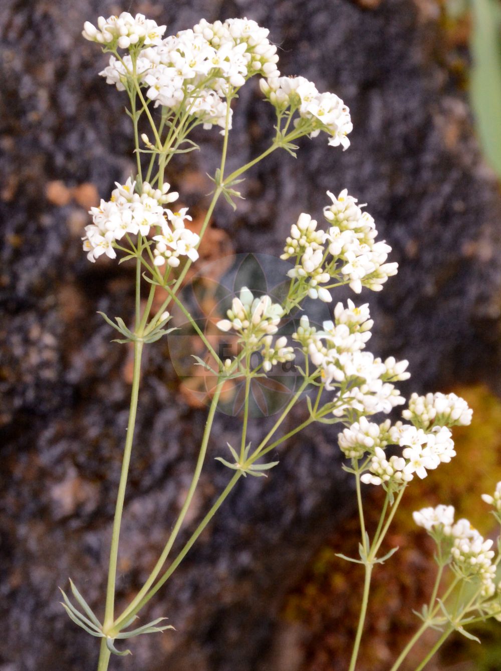 Foto von Galium glaucum (Blaugrünes Labkraut - Glaucous Bedstraw). Das Foto wurde in Giessen, Hessen, Deutschland aufgenommen. ---- Photo of Galium glaucum (Blaugrünes Labkraut - Glaucous Bedstraw). The picture was taken in Giessen, Hesse, Germany.(Galium glaucum,Blaugrünes Labkraut,Glaucous Bedstraw,Asperula campanulata,Asperula galioides,Asperula glauca,Asperula glauca (L.) Besser,Galium campanulatum,Galium glaucum,Galium glaucum subsp. tyracium,Blaugruenes Labkraut,Glaucous Bedstraw,Waxy Bedstraw,Galium,Labkraut,Bedstraw,Rubiaceae,Rötegewächse,Bedstraw family)