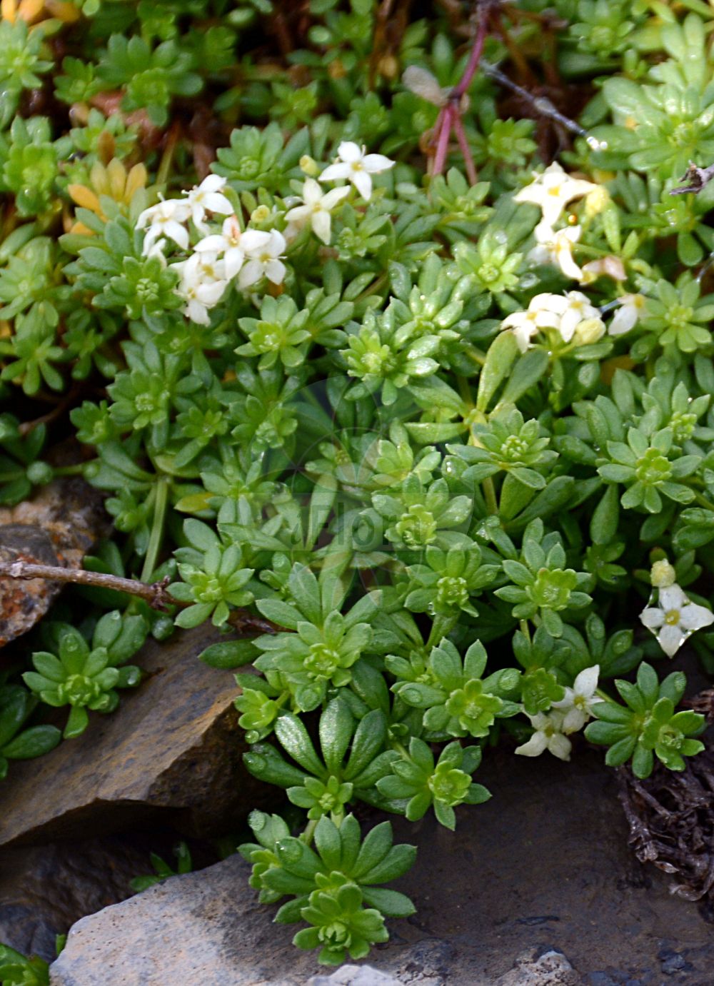 Foto von Galium megalospermum (Schweizer Labkraut - Swiss Bedstraw). Das Foto wurde in Schynige Platte, Interlaken, Bern, Schweiz aufgenommen. ---- Photo of Galium megalospermum (Schweizer Labkraut - Swiss Bedstraw). The picture was taken in Schynige Platte, Interlaken, Bern, Switzerland.(Galium megalospermum,Schweizer Labkraut,Swiss Bedstraw,Galium helveticum,Galium helveticum Weigel subsp.,Galium megalospermum,Galium rupicola,Schweizer Labkraut,Swiss Bedstraw,Galium,Labkraut,Bedstraw,Rubiaceae,Rötegewächse,Bedstraw family)